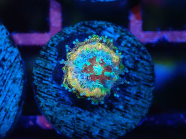 Scolymia Baby "HiendUltra" 1