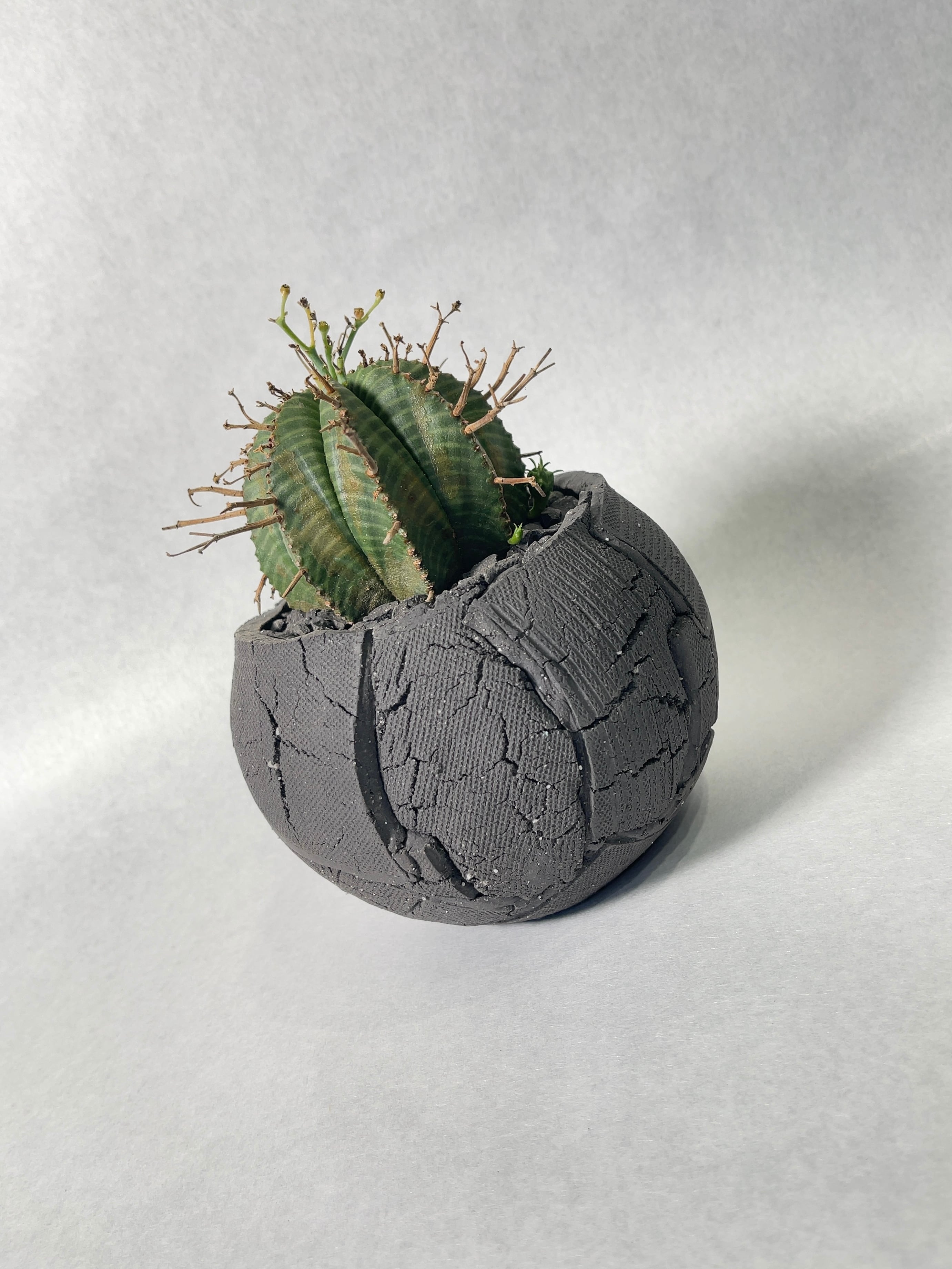 ユーフォルビア・スーパーバリダ | trigger