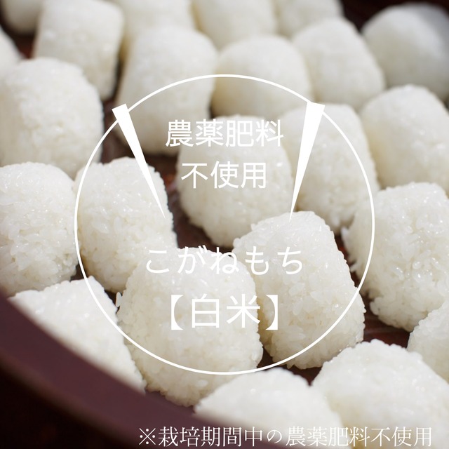 ◆新米予約◆【自然栽培米】糯米・白米　こがねもち　５kg