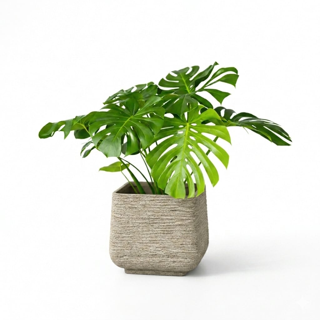 南国・ハワイの植物モンステラ8号(SAND STONE)