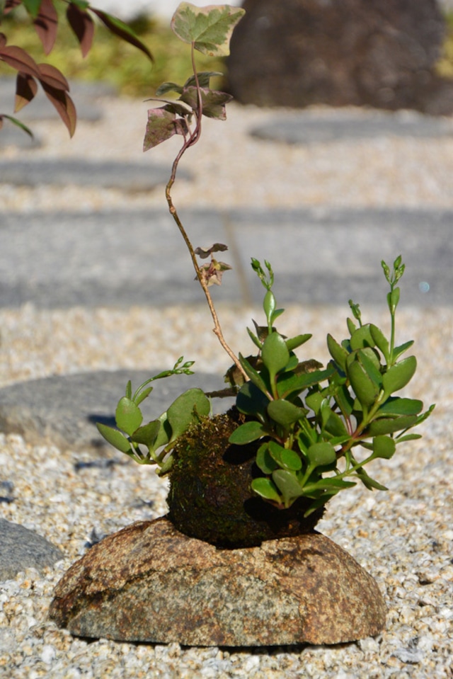 苔玉皿