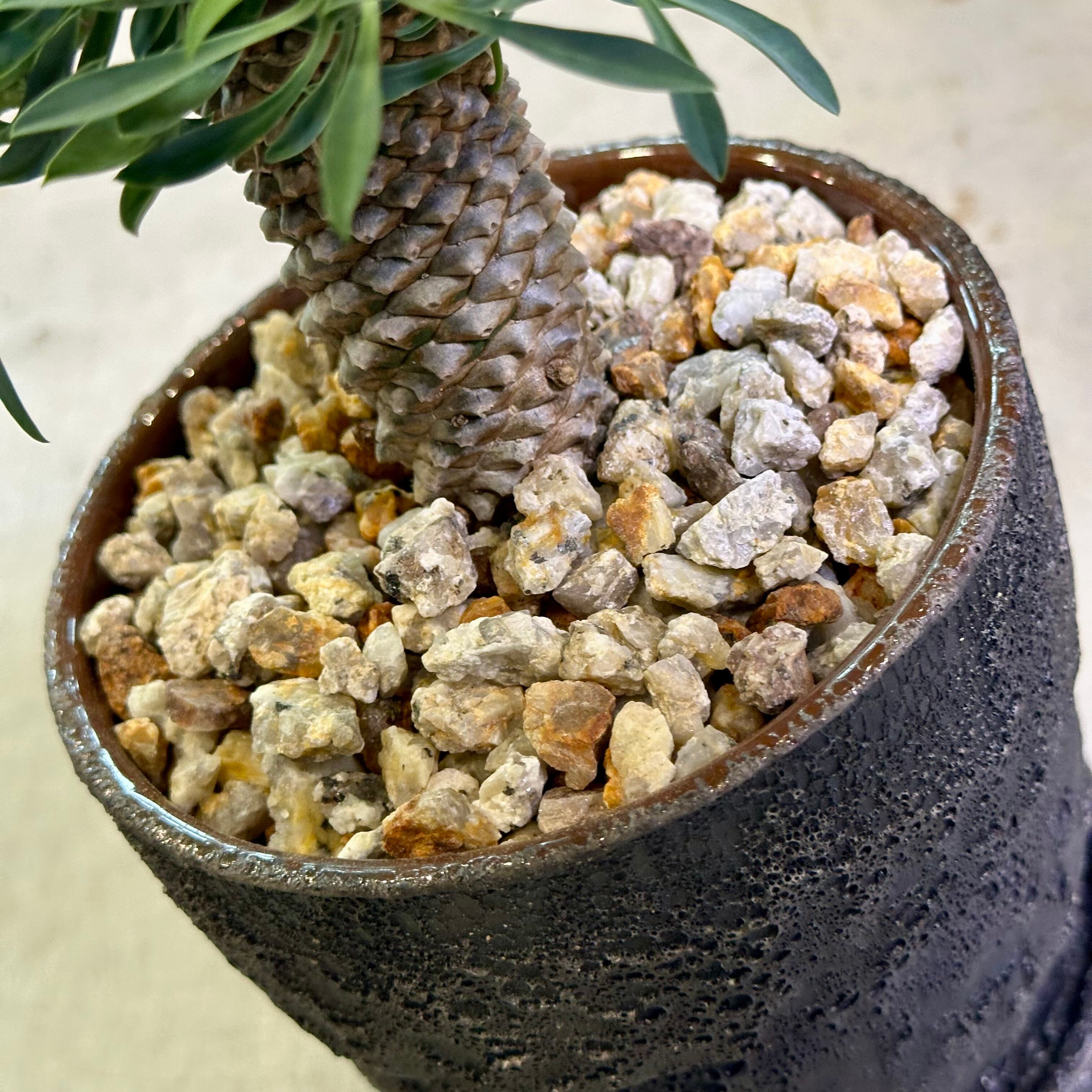 パイナップルコーン（ソテツキリン） | barrelplants_BONSAI