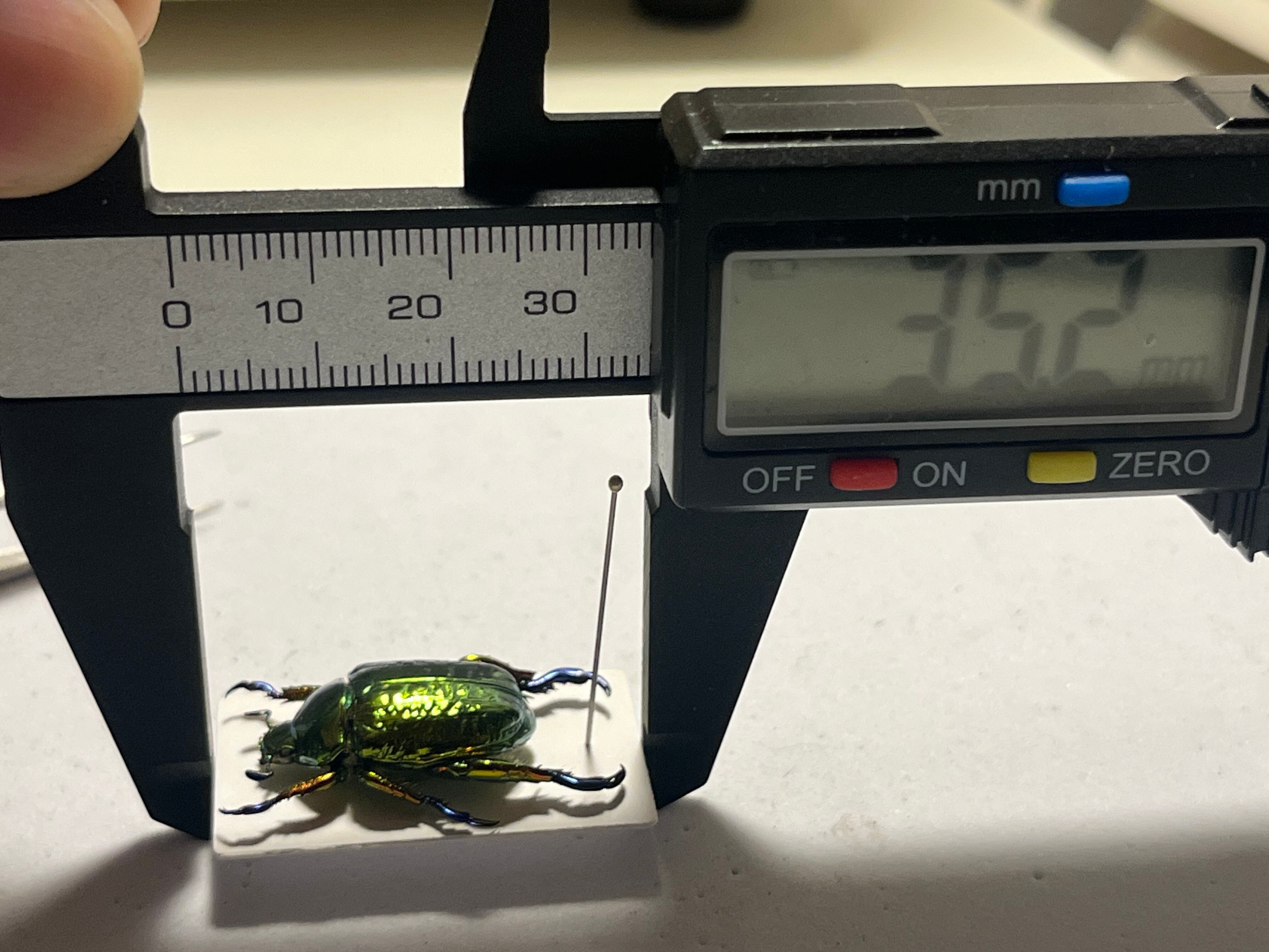 属内最高峰】Pelidnota cyanitarsis 標本 コガネムシ プラチナコガネ