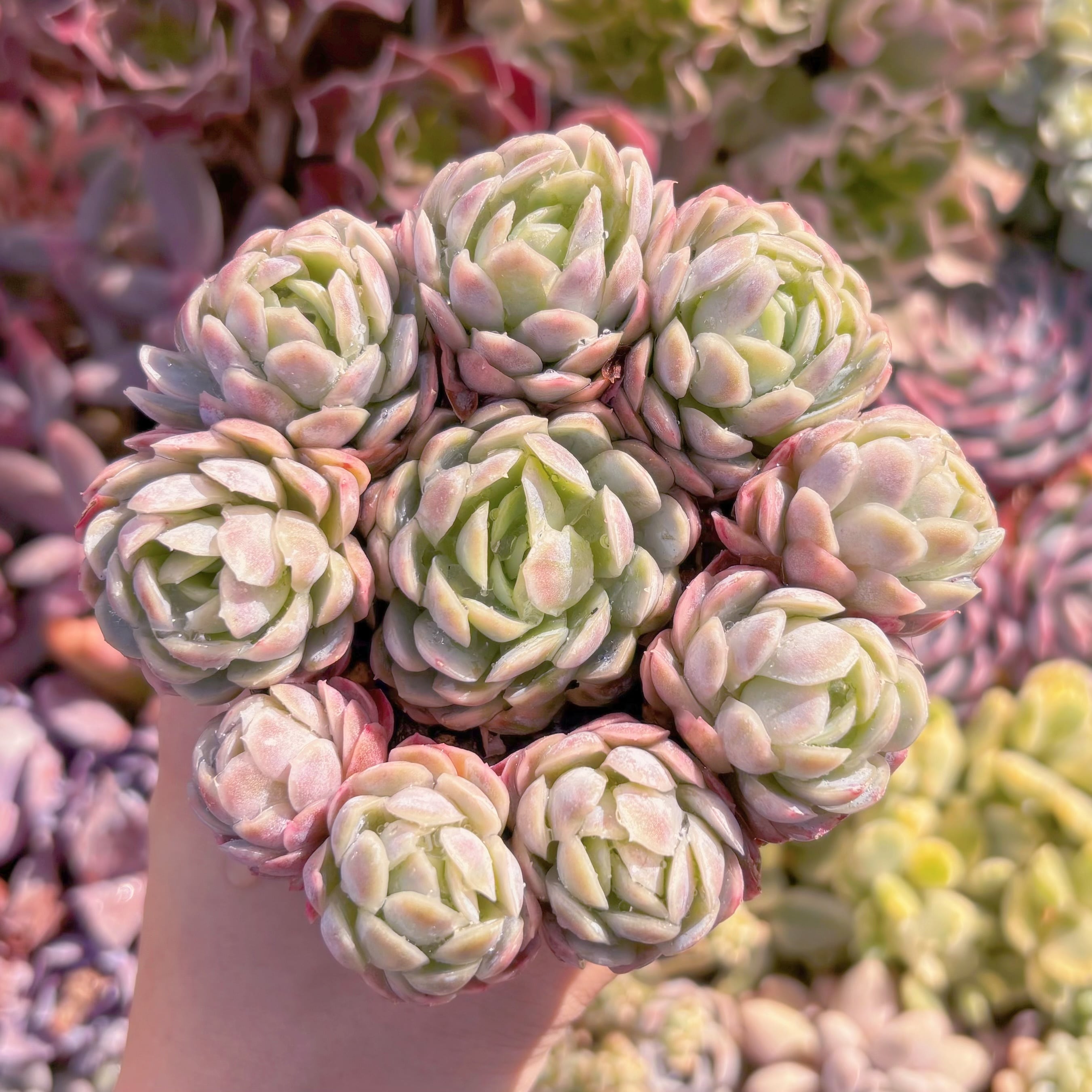 多肉植物 ラズベリーアイス錦