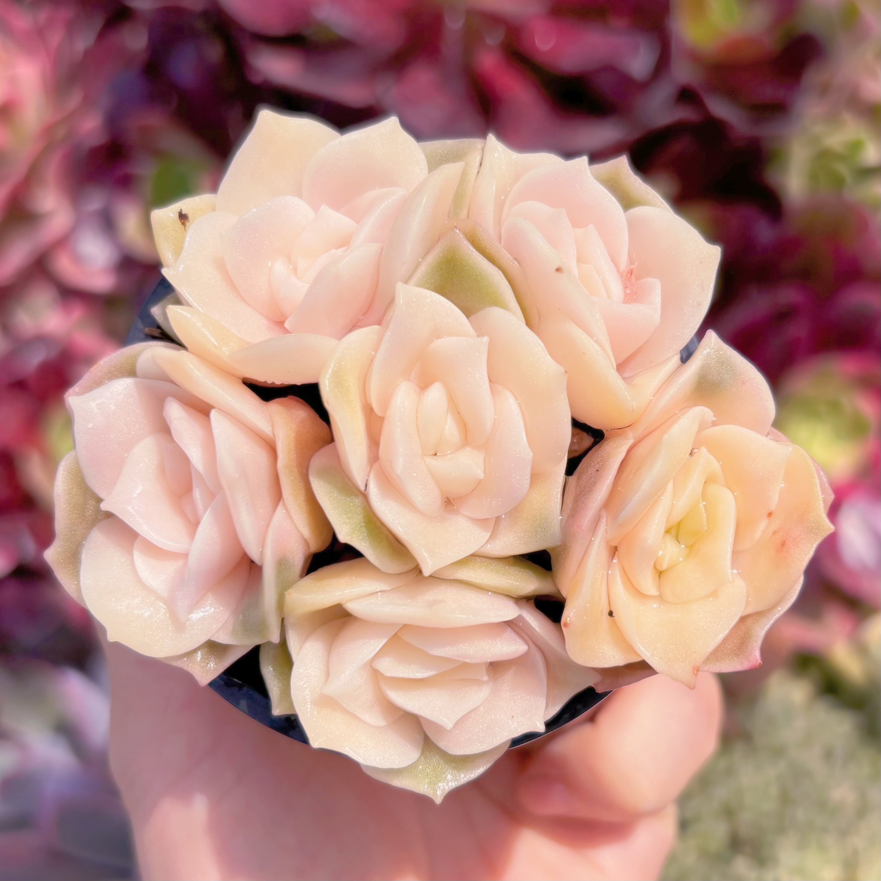 現品　ラブリーローズ錦#C06　るる農園