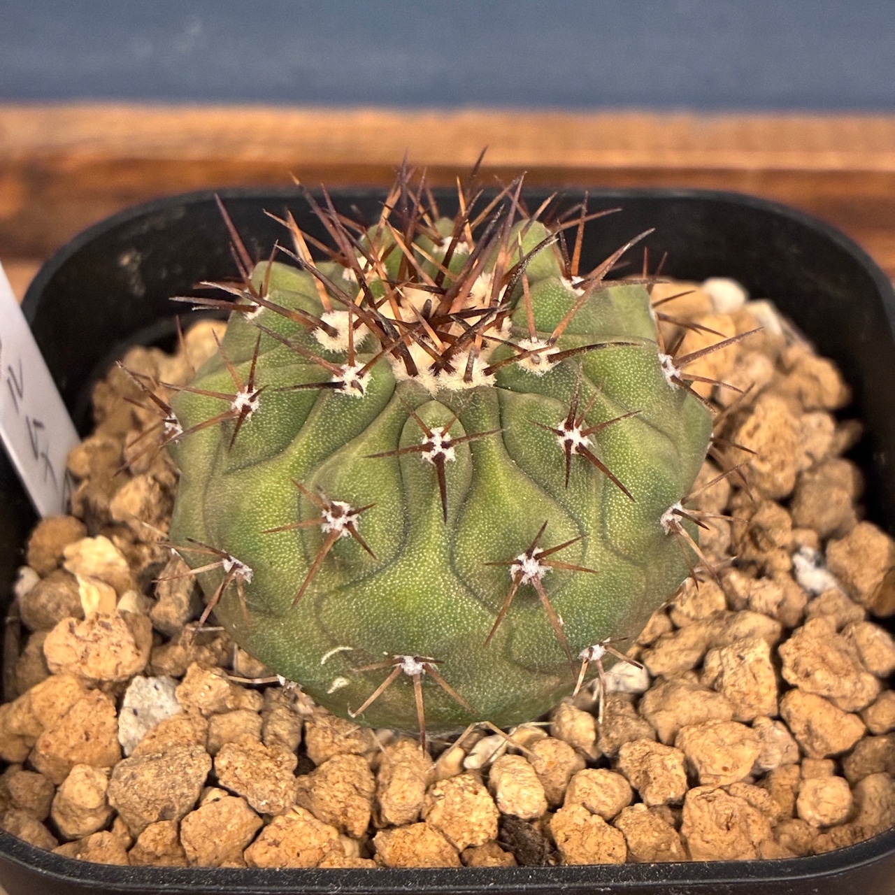 【新着3日限定10%OFF】【Copiapoa】サボテン コピアポア コルムナアルバ 孤竜丸 実生【017】