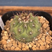 【新着3日限定10%OFF】【Copiapoa】サボテン コピアポア コルムナアルバ 孤竜丸 実生【017】