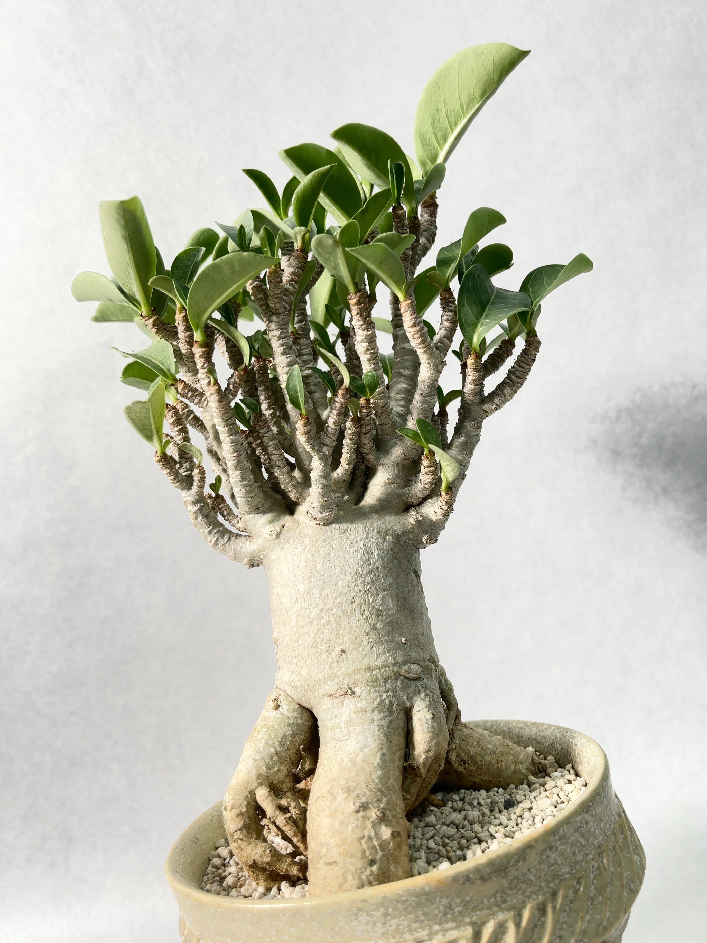 7966982515ceaeb6f9c05424970ad3