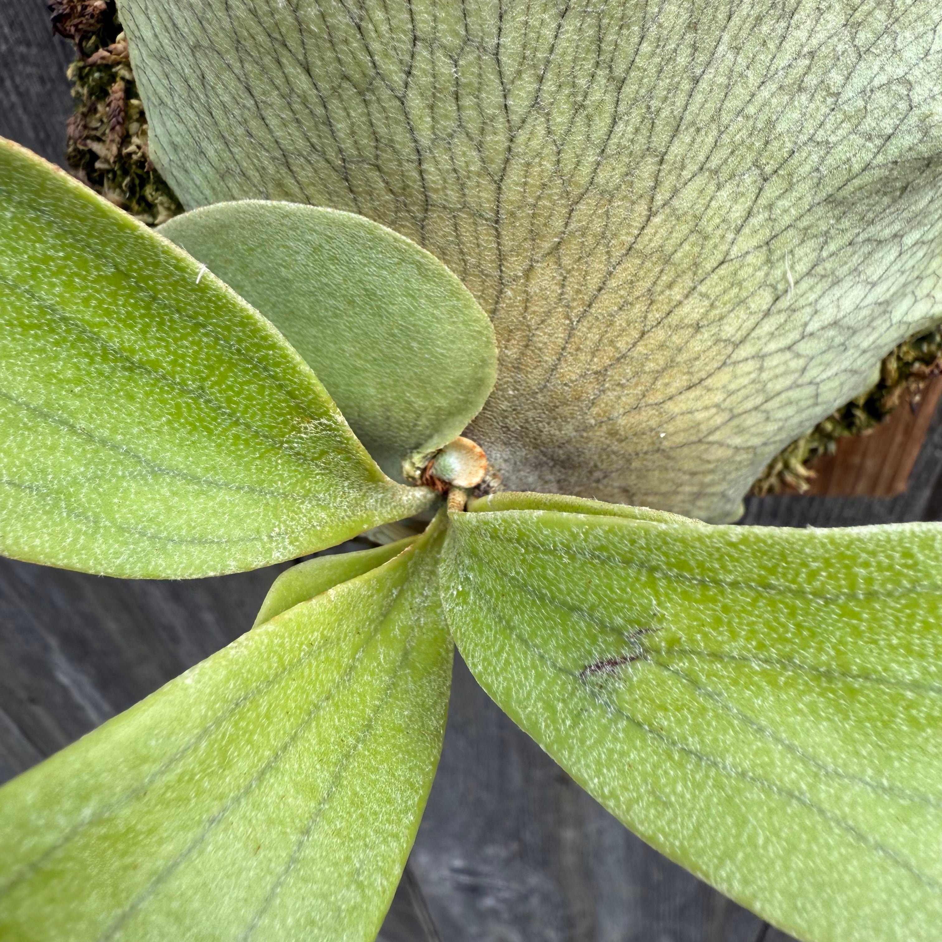 P.hillii Kylin (from Yot) | naturefix