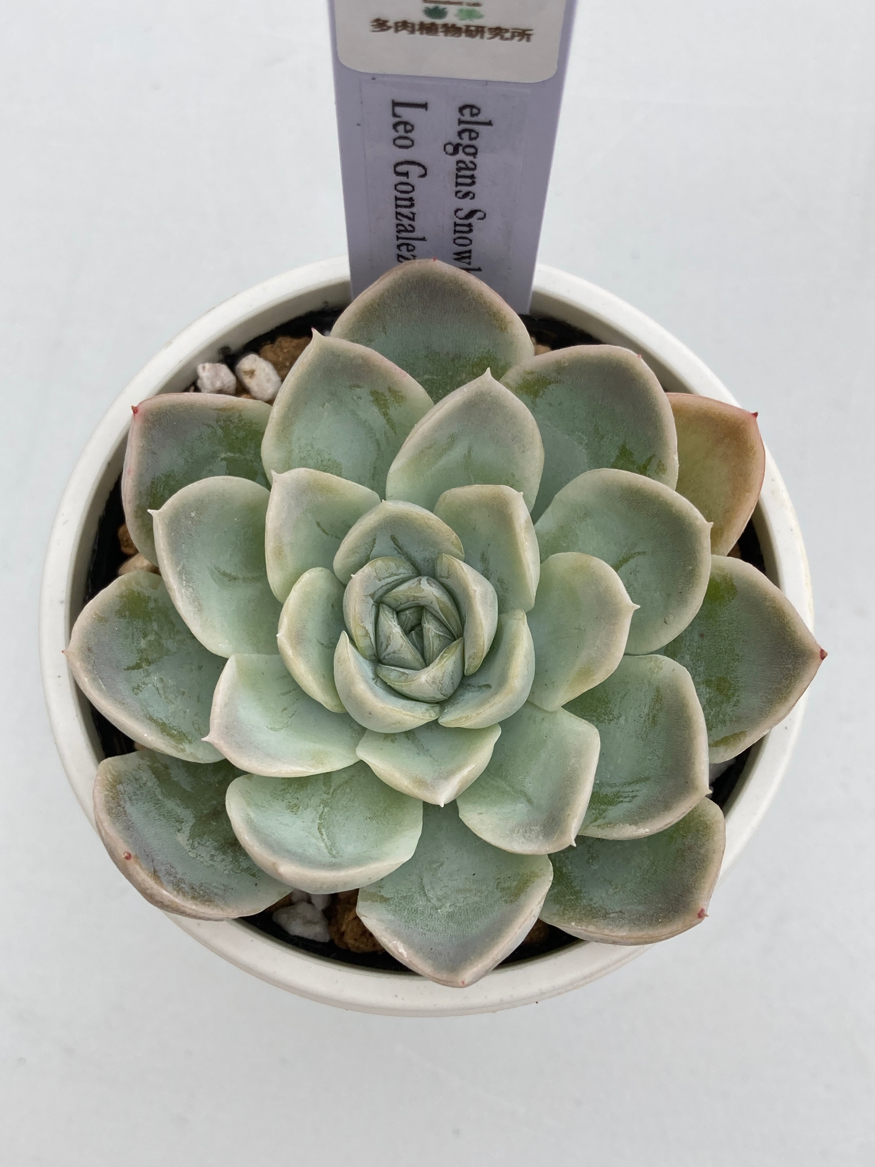 特価 エケベリア カンテ 500粒 原種 実生 ケーレス 種子