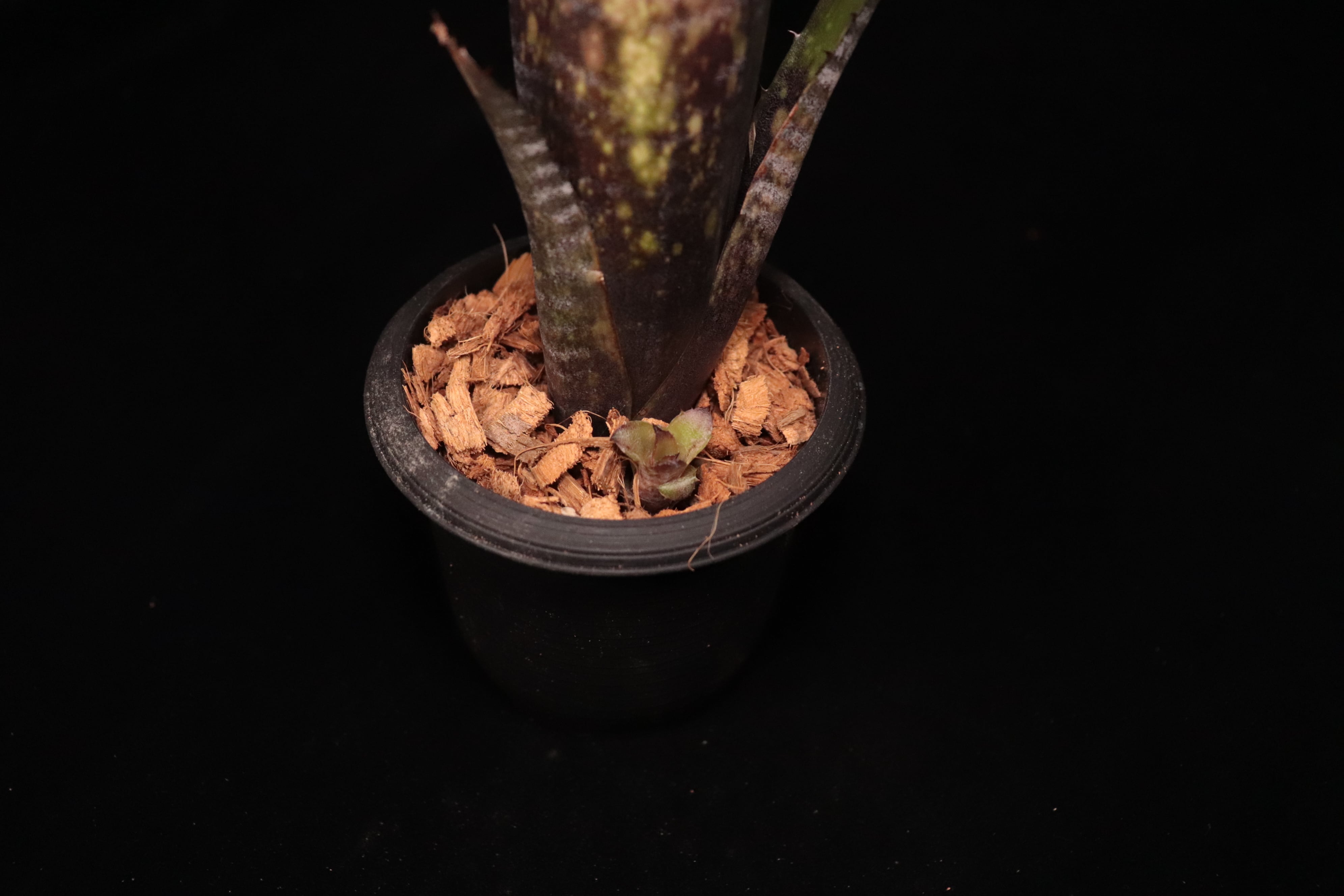 Billbergia 'Talbot Dust'〔ビルベルギア〕B352 | plane plants