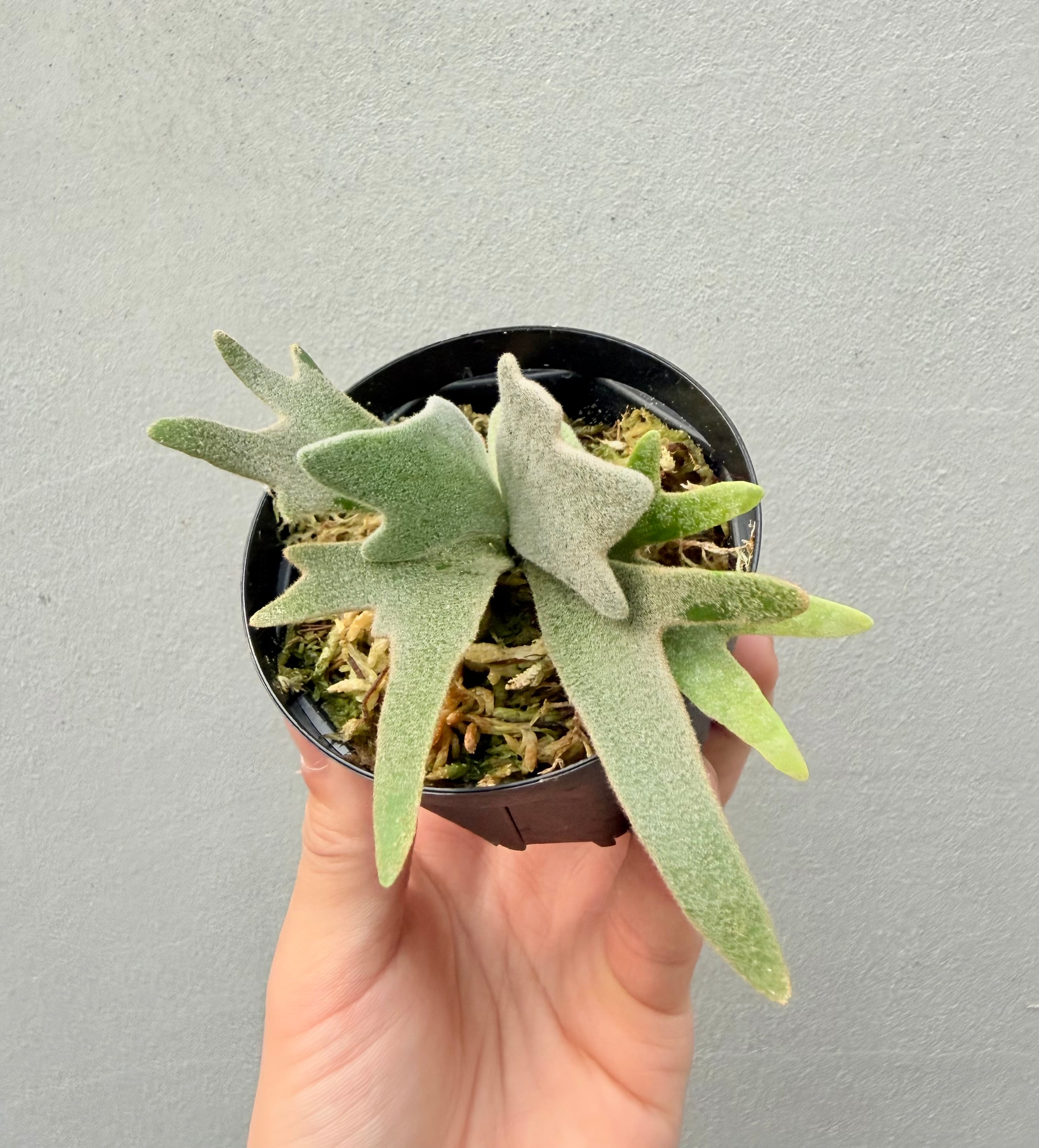 vandaka plants