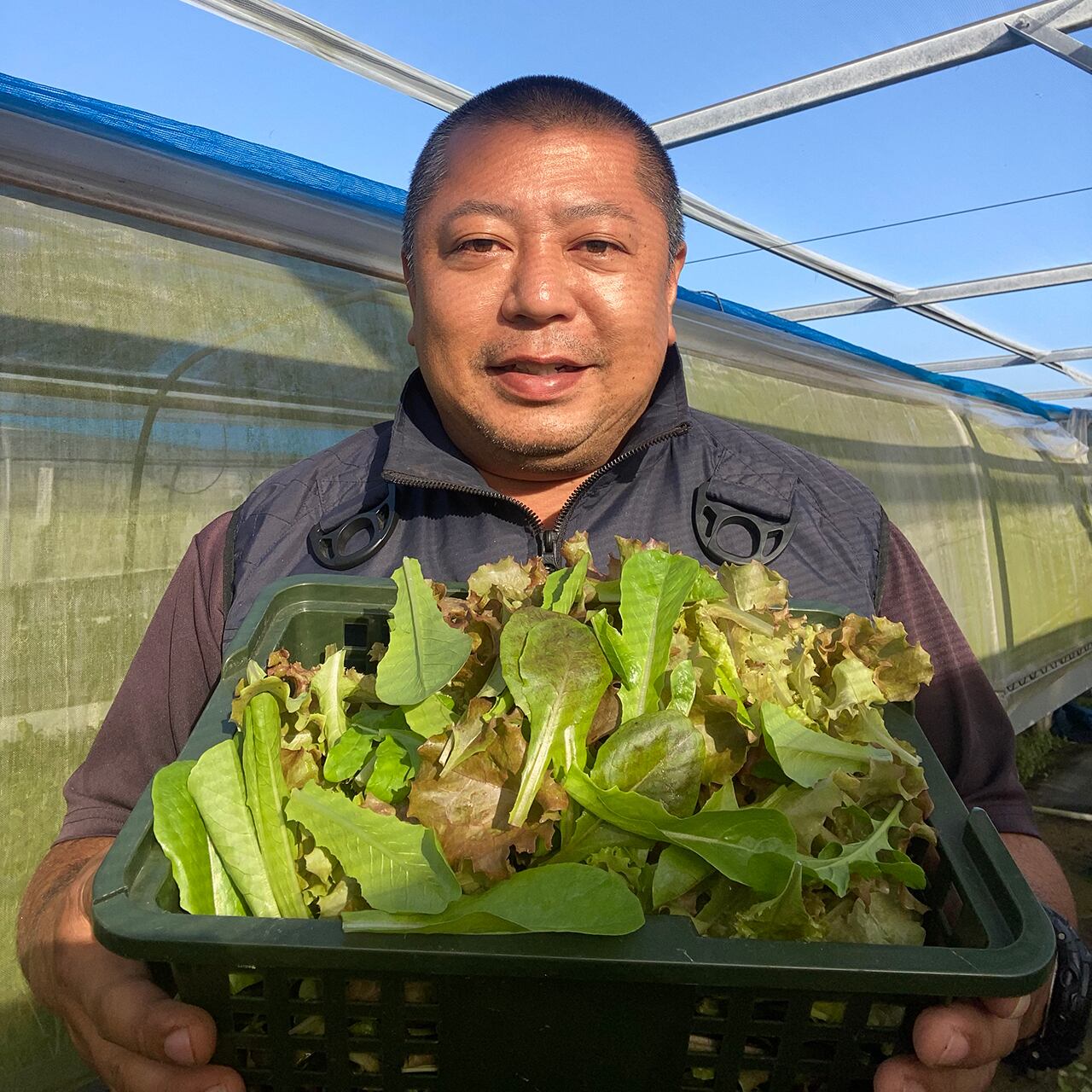 大小様々 無農薬マジックリーフ 天然ももたまな葉 1000 枚 とし様専用