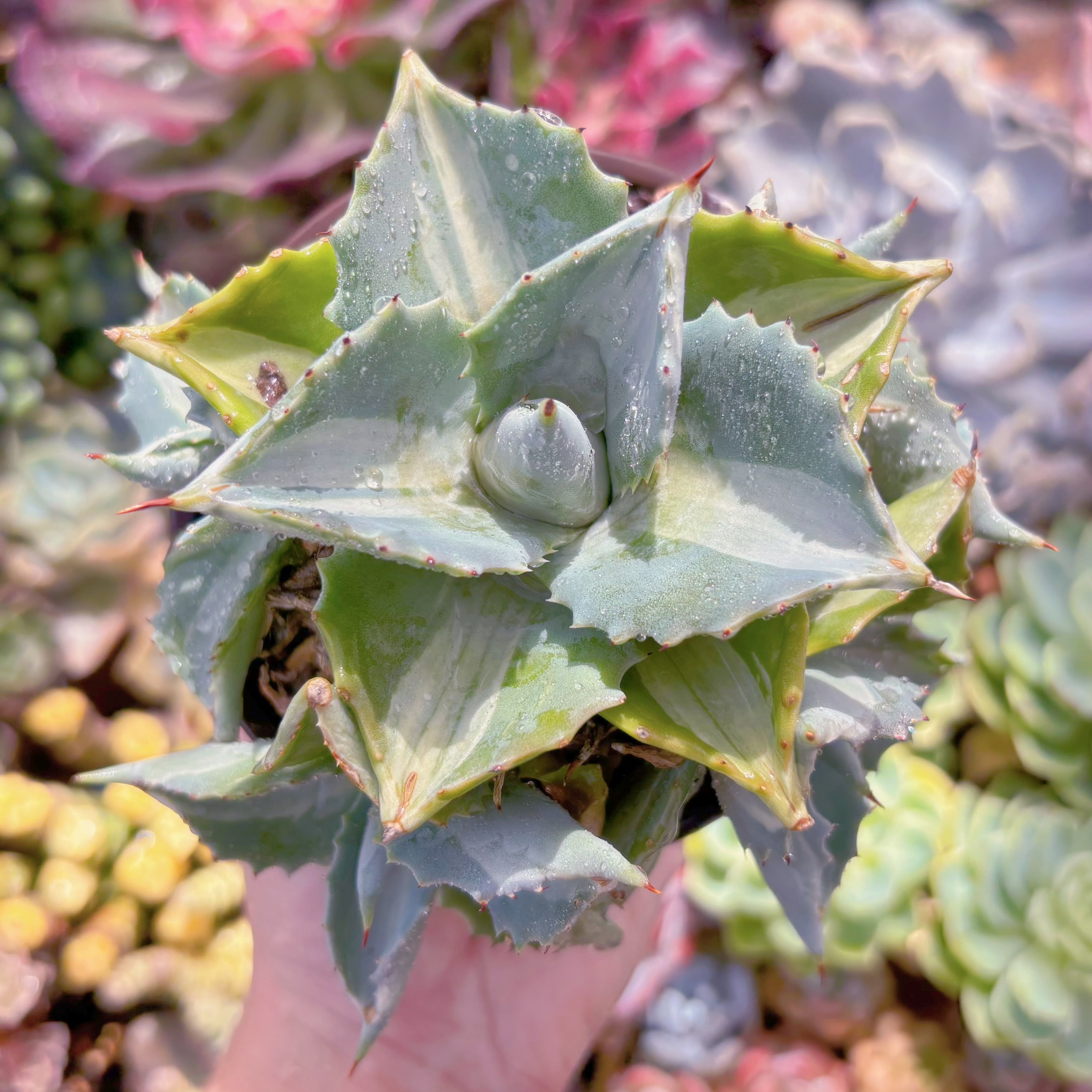 現品　王妃雷神錦#F084　群生　るる農園