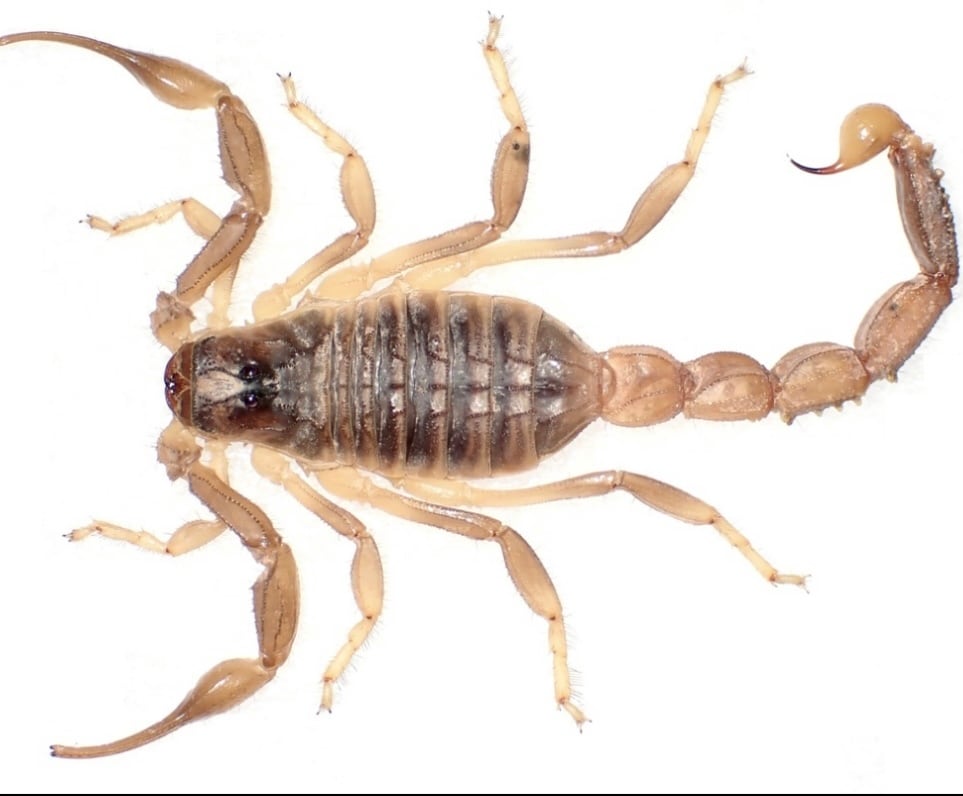 【噂ノ蠍】ピラーテイルスコーピオン サソリ キョクトウサソリ 標本　ムカデ 受注生産】ピラーテイルスコーピオンOrthochirus pallidus サソリ