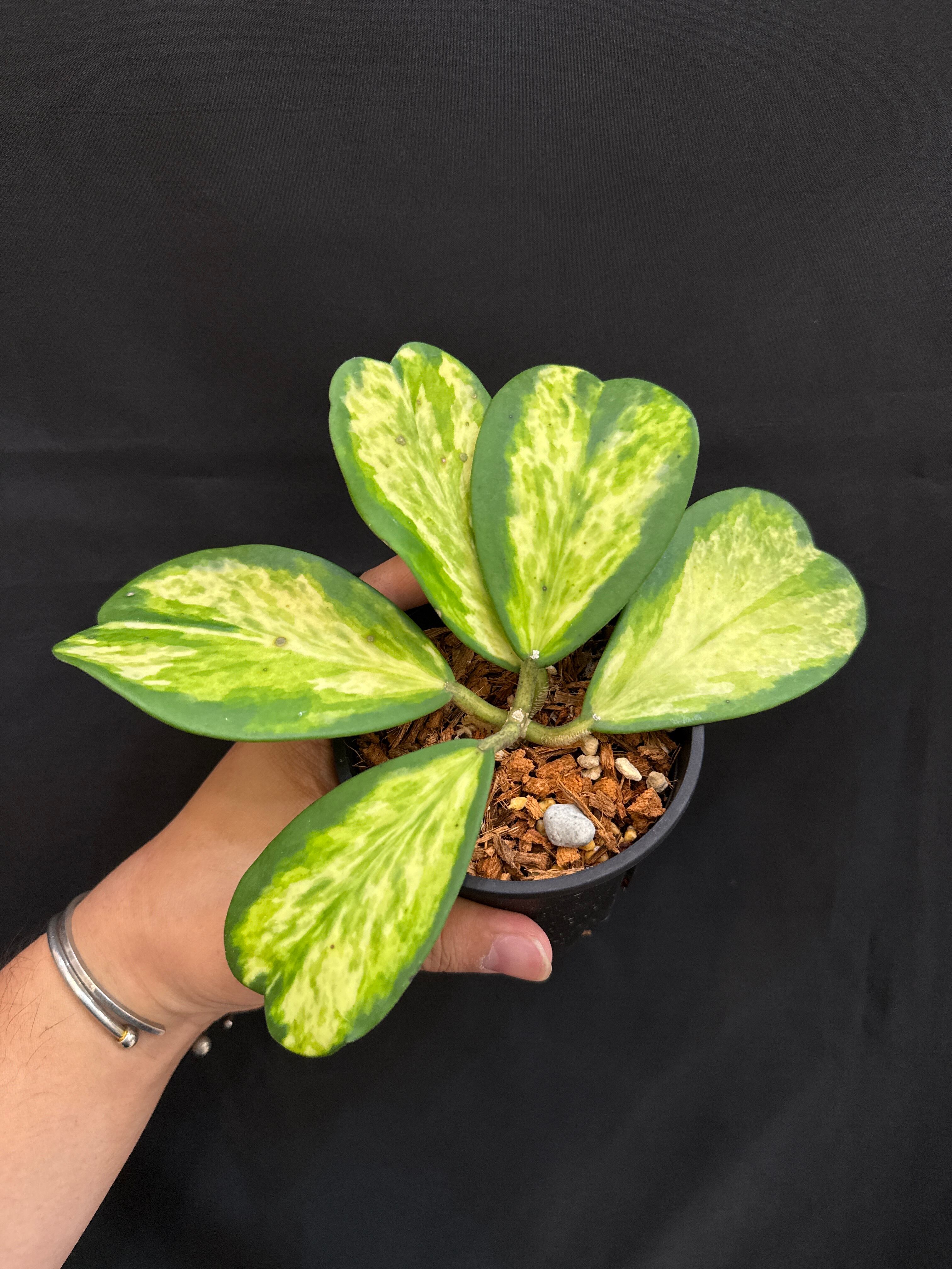 斑入り植物(バリエガータ・錦) | Gardenえん 【観葉熱帯植物】