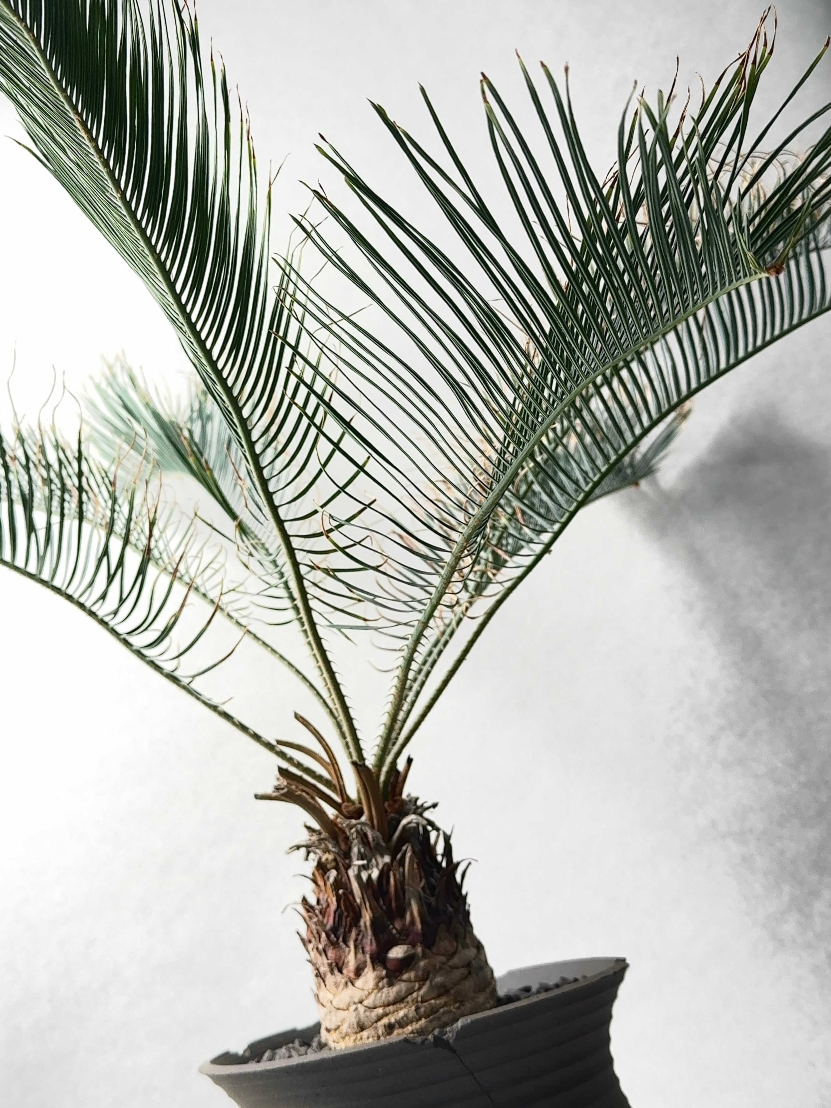 サイカス・カイルンシアナ | trigger