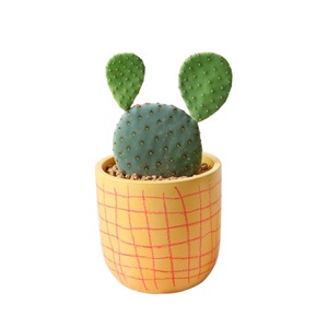 オプンチア（25cm）