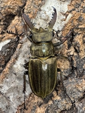 《メアレーミヤマ 36mm ペア》