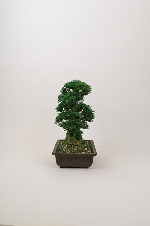 盆栽