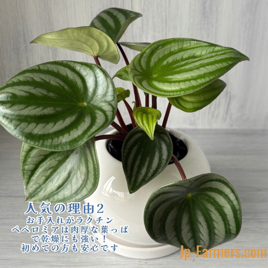 ●ポットごと♡雪兎♡斑入り♡サンデルシー♡希少♡スイカぺぺ♡ぺぺロミア♡観葉植物 ○ポットごと♡雪兎♡斑入り♡サンデルシー♡希少♡スイカぺぺ