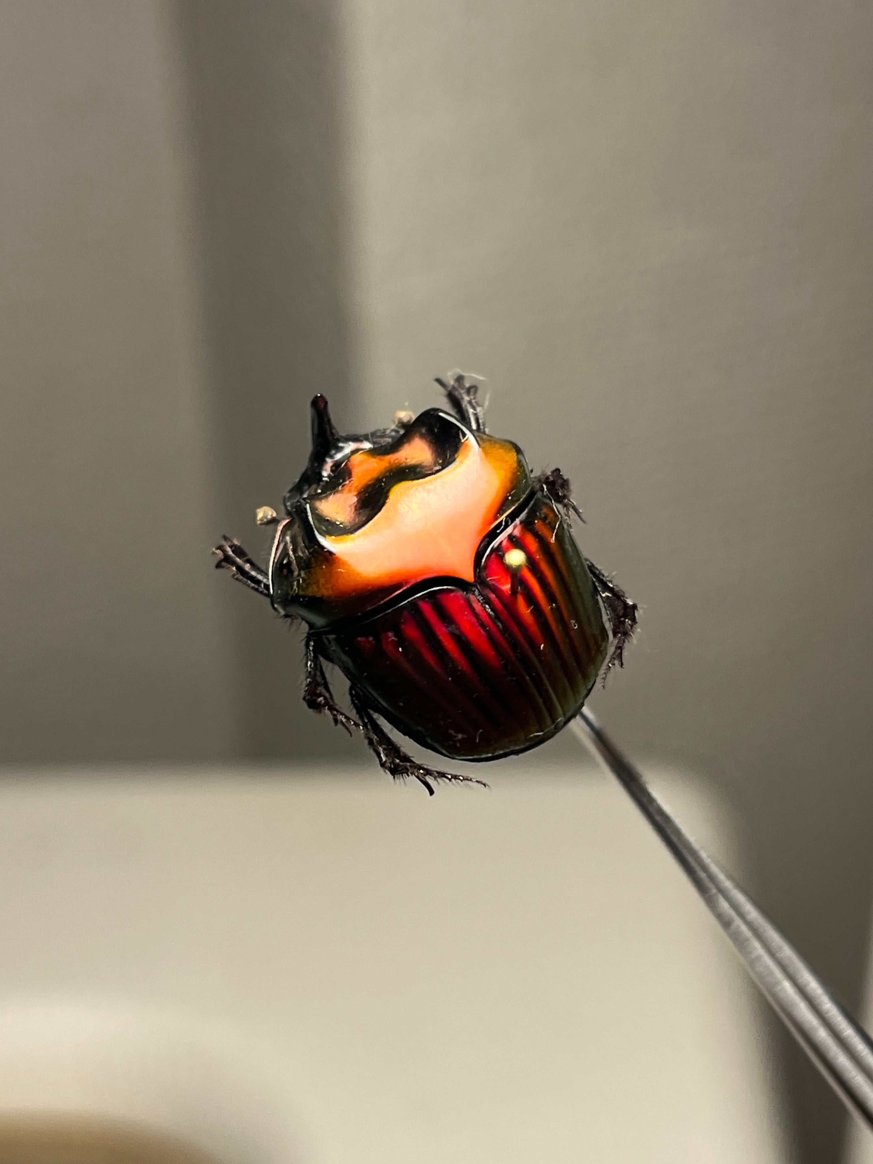 極美真紅】アカツヤダイコクコガネ フンチュウ糞虫昆虫標本甲虫