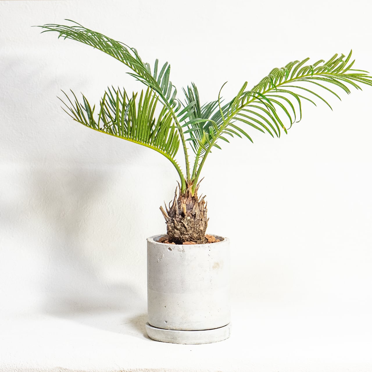 【硬質でツヤのある緑葉と丸い幹】独特のシルエットが目を引くソテツ。どんな部屋にも馴染む無骨な手づくりモルタル鉢でお届けします/虫発生抑制/全国一律送料850円