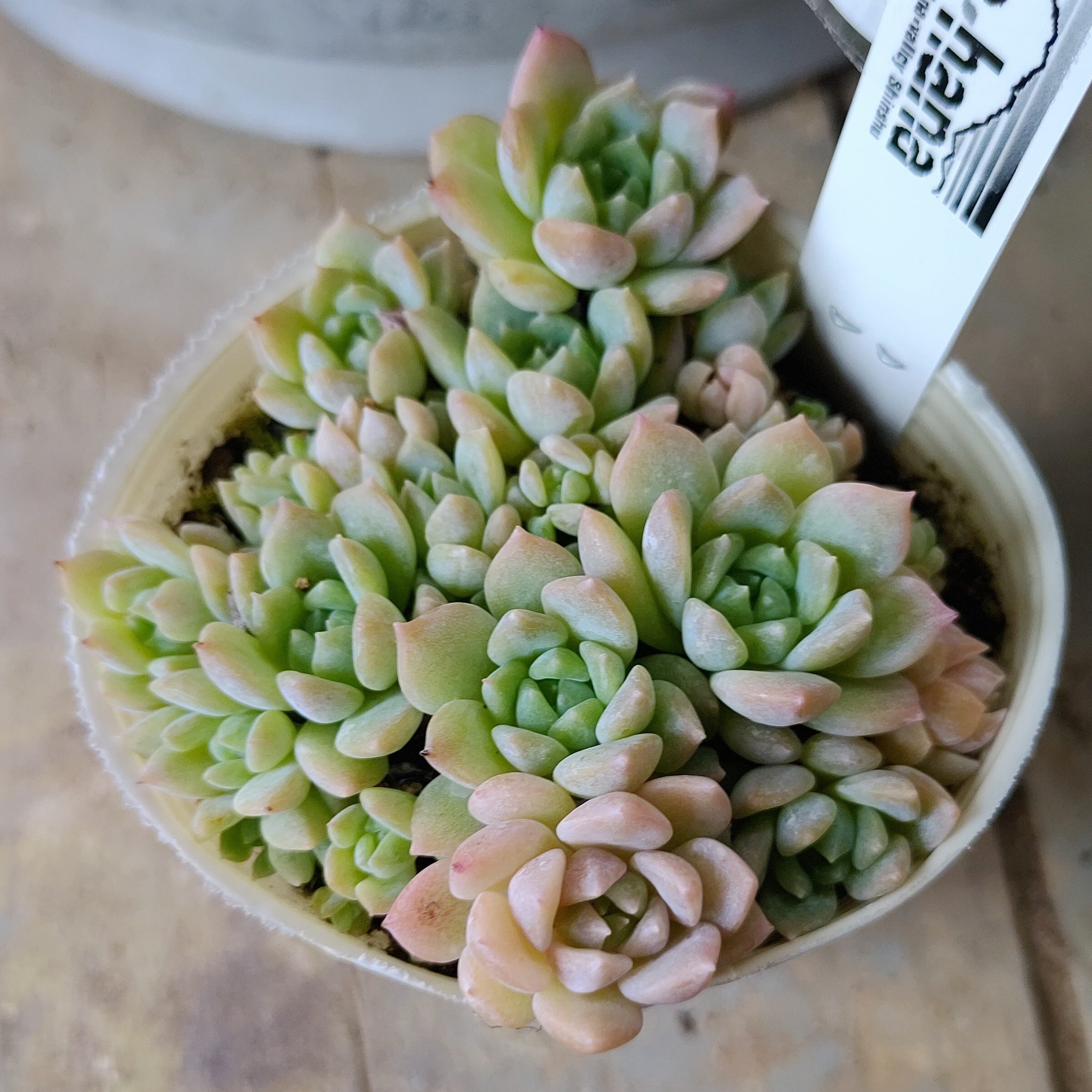 prolifera-wide leaf-（プロリフェラ） | RuPo 多肉植物専門店