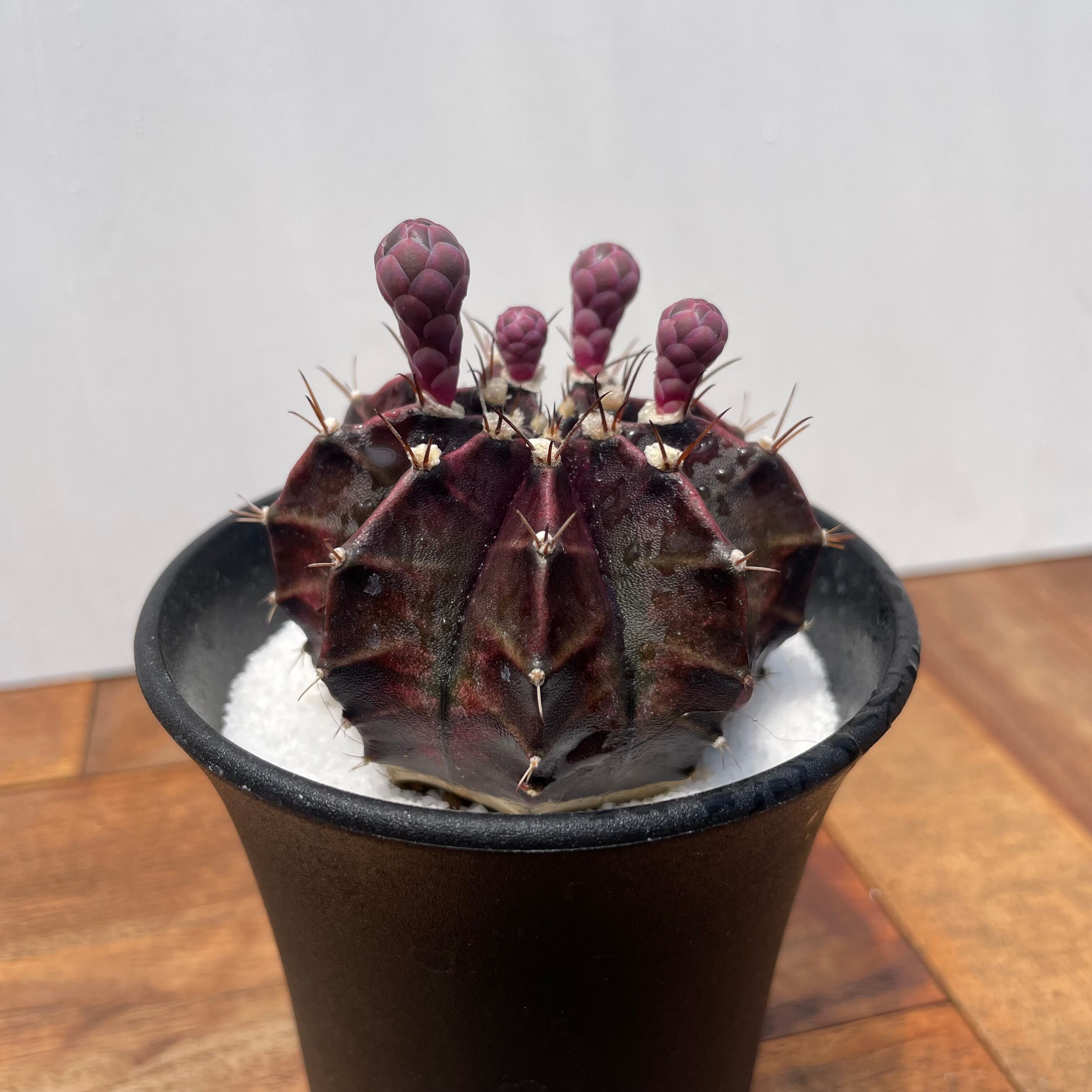 ギムノカリキウム　LBハイブリッド　実生 Gymnocalycium friedrichii LB hyb【ギムノカリキウム・LB特黒肌