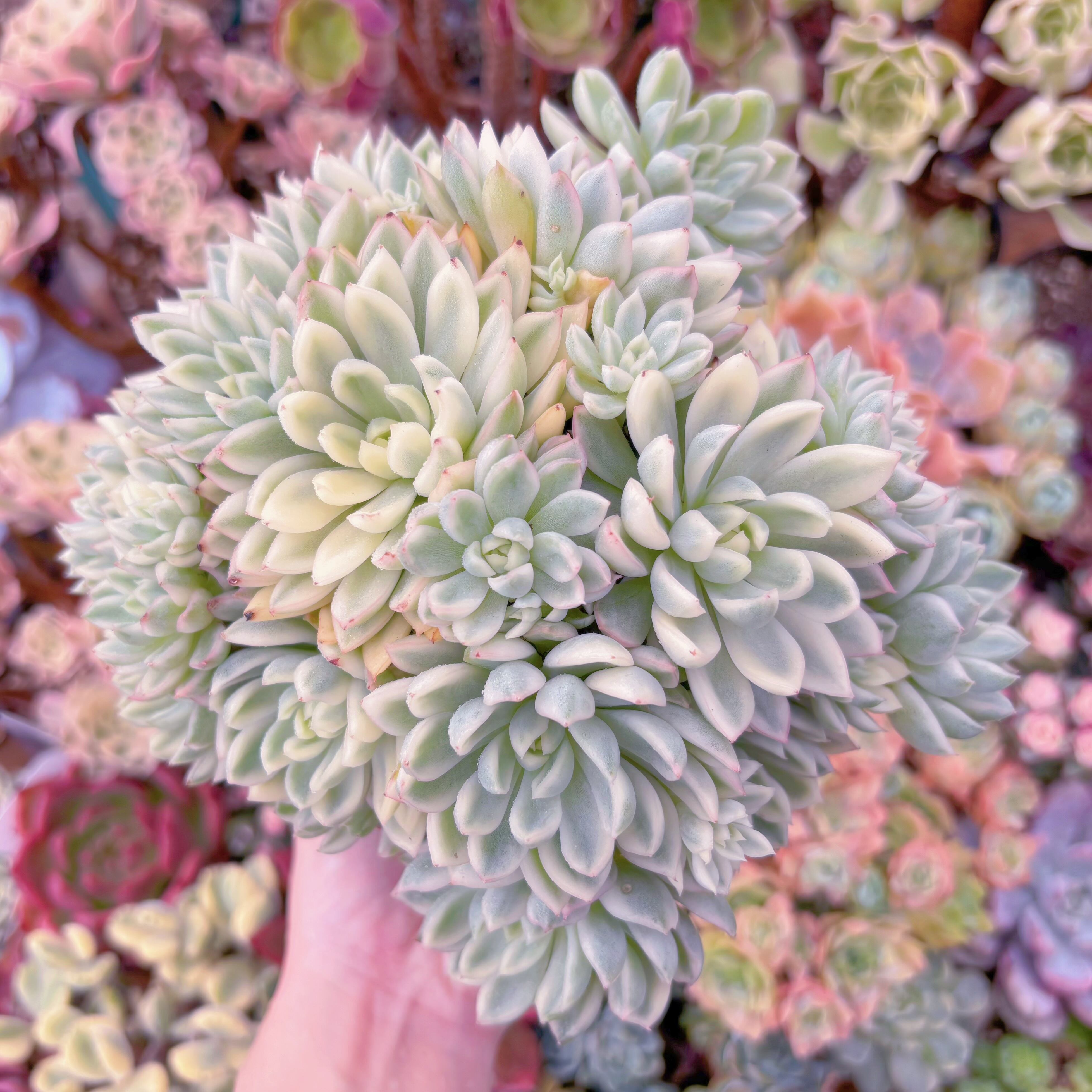 現品 女雛錦#595 特大群生 るる農園 | るる農園~多肉植物専門