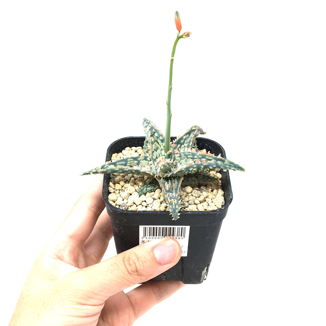 アロエ ハイブリッド【722】