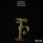 【送料無料】Billbergia leptopoda〔ビルベルギア〕現品発送B0097