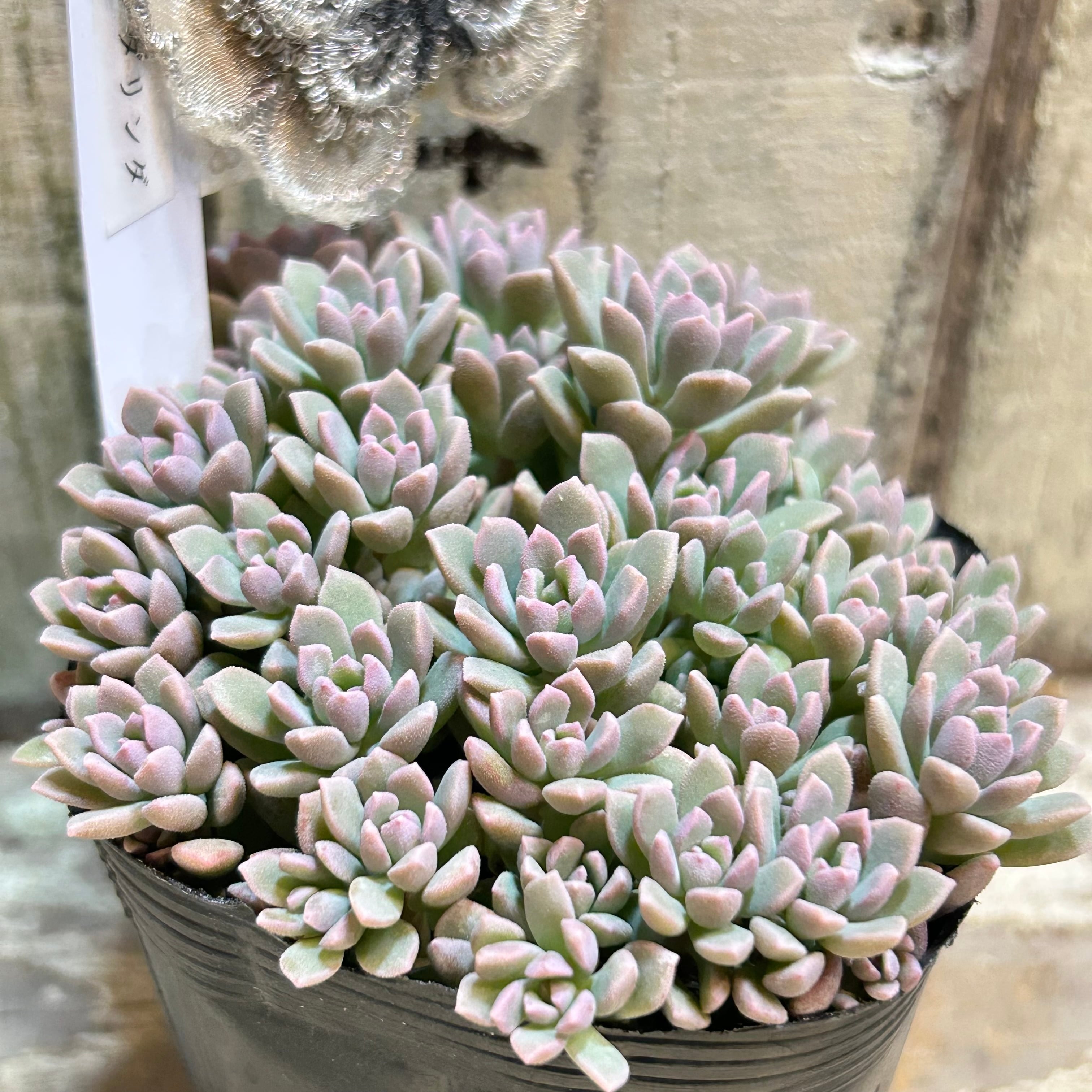 リンダリンダ | RuPo 多肉植物専門店