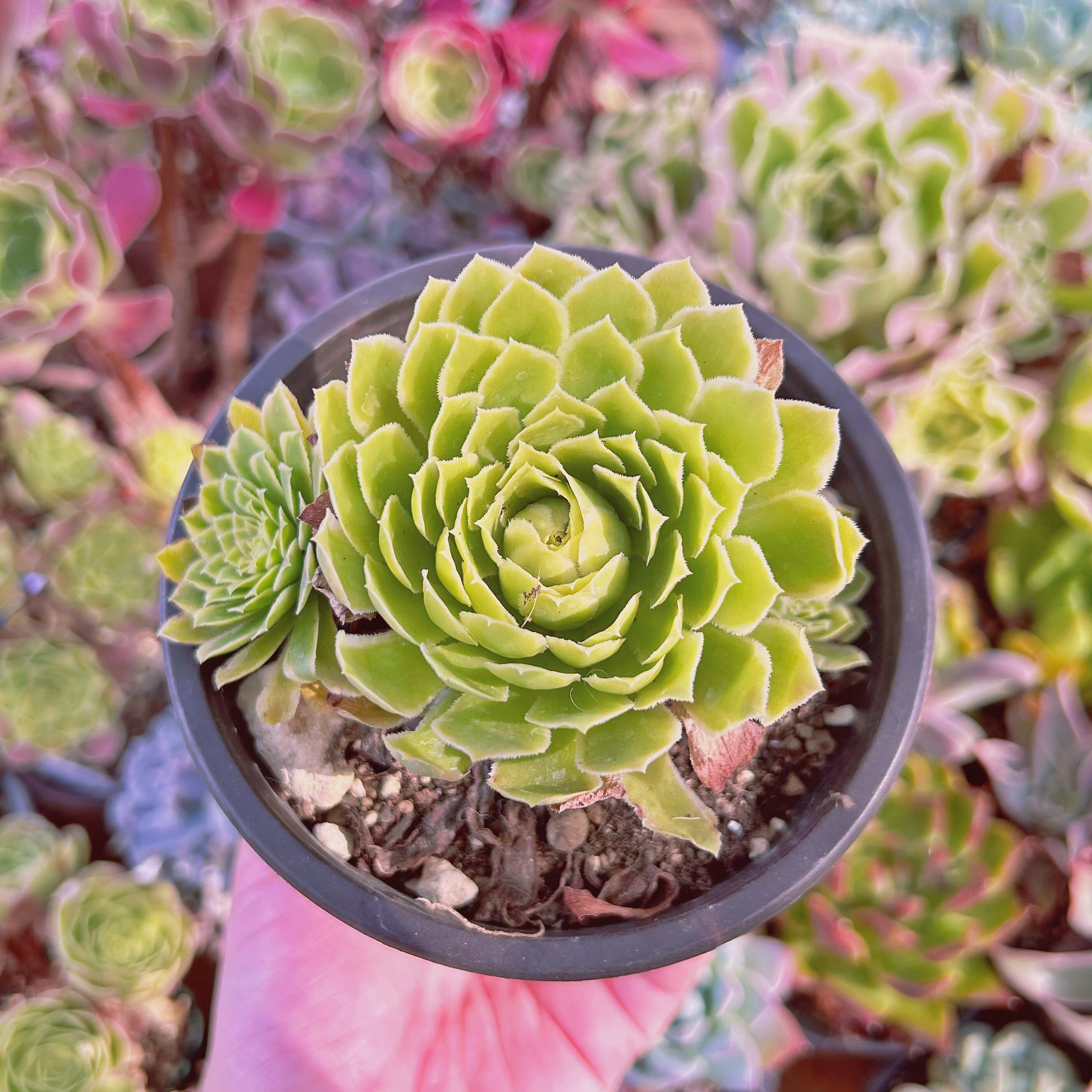 #100現物　多肉植物　emerald ice 　抜き苗