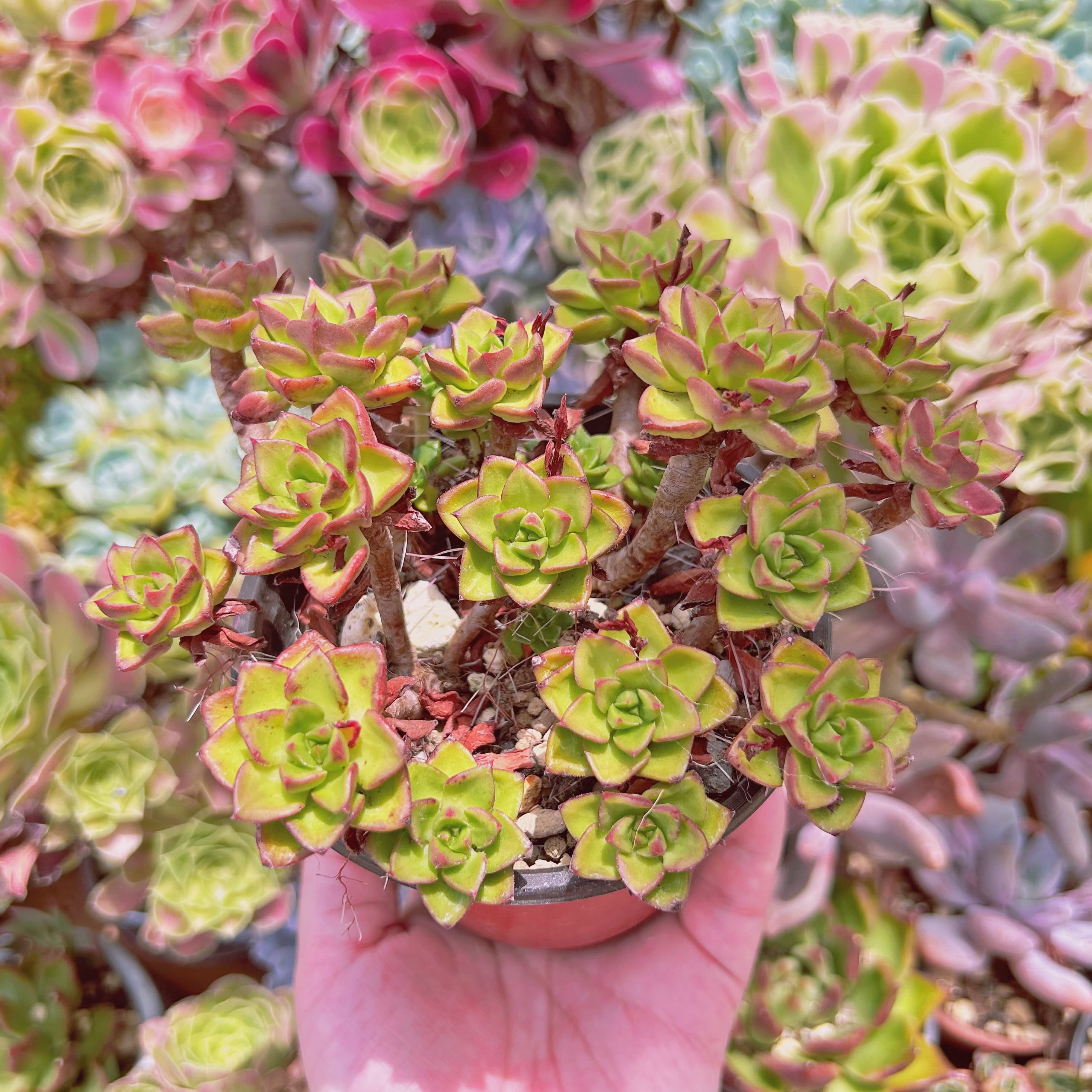 #1149現物　多肉植物　レティジア　特大　抜き苗