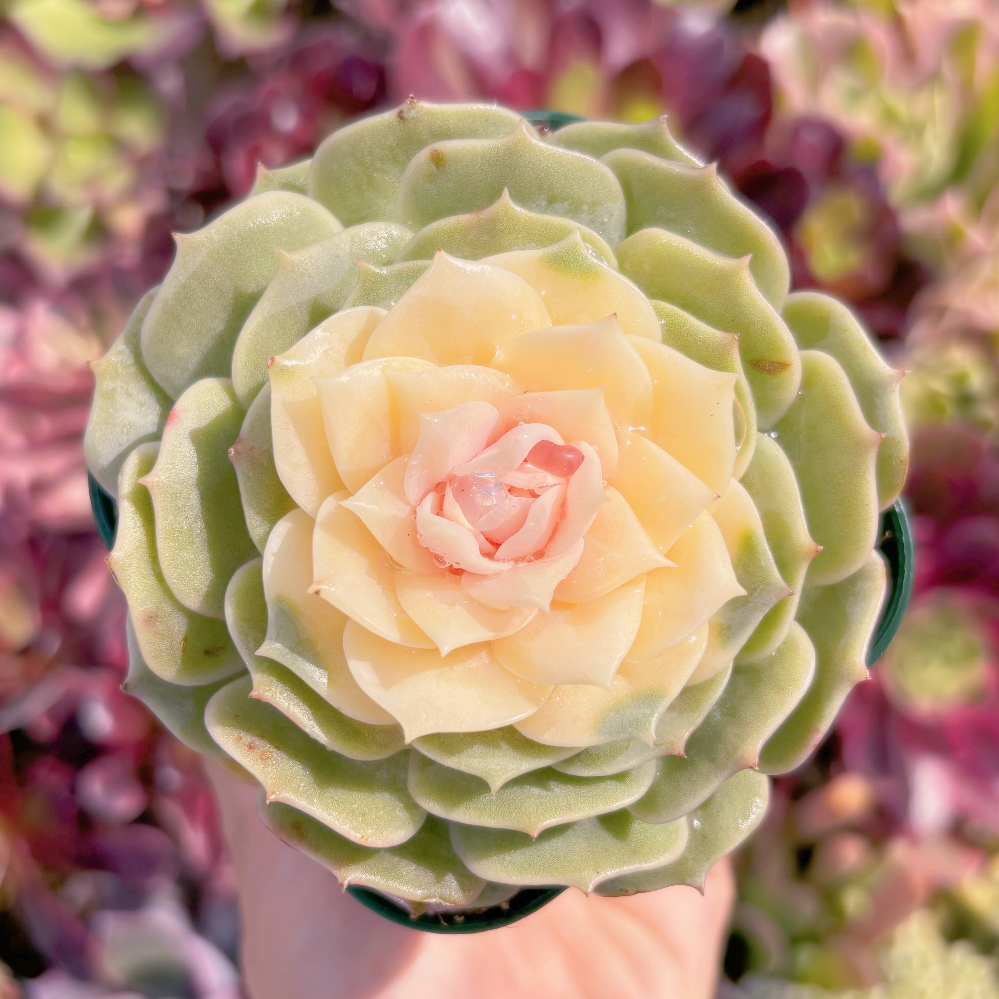 現品　ローラ錦#862　るる農園