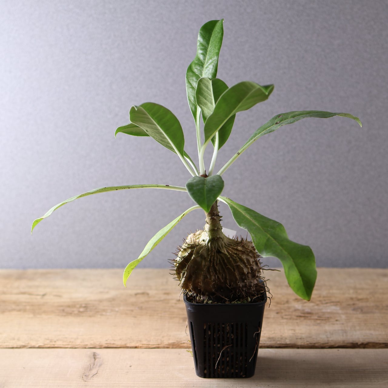 396 アリと共生する『アリ植物 ミルメコディア ツベローサ Myrmecodia