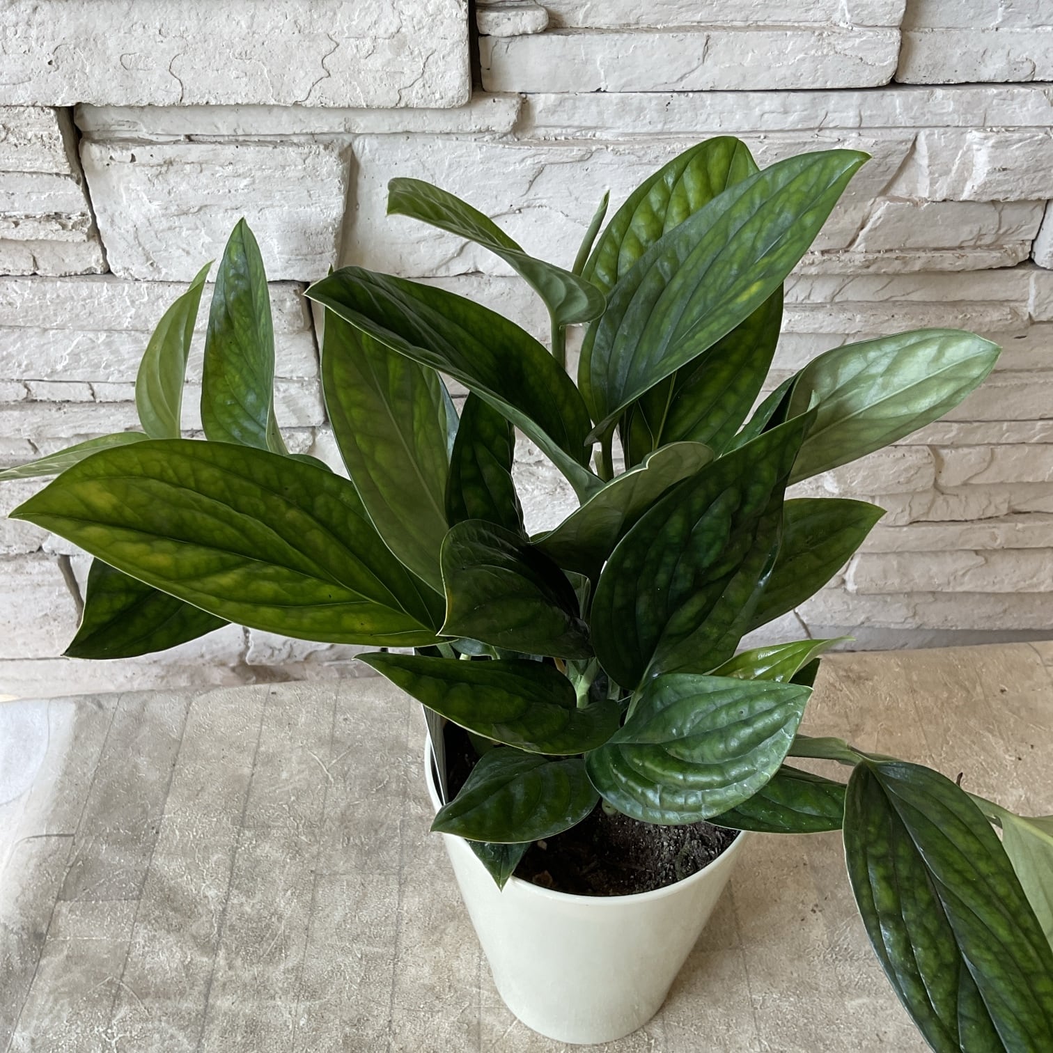 観葉植物 | 橋本種苗園