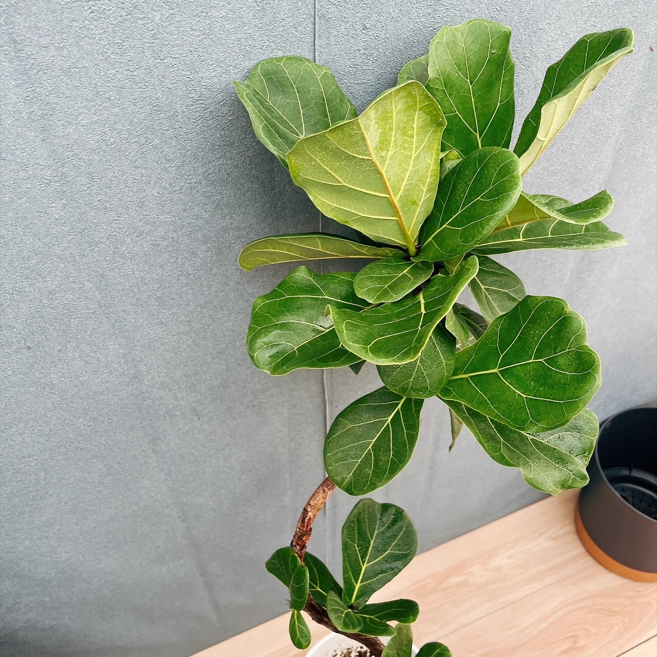 現品］13番 カシワバゴムノキ フィカス リラータ 曲がり 7号 観葉植物