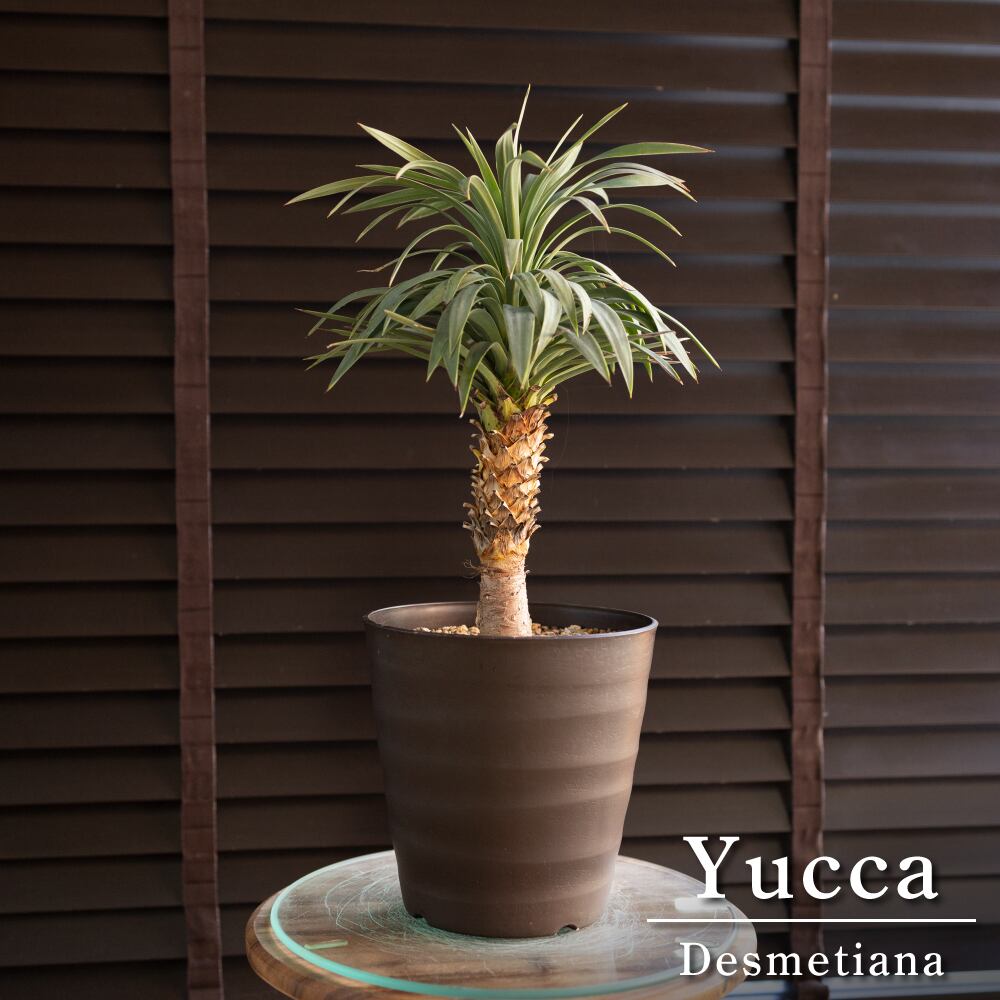 ユッカ デスメティアーナ 曲げ 幹立ち 7号 ロストラータ ドライ