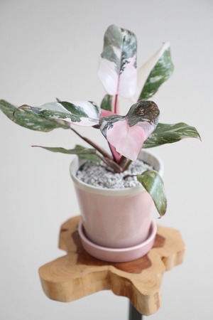 【M】フィロデンドロン ピンクプリンセス/Philodendron Pink Princess ※陶器鉢付き