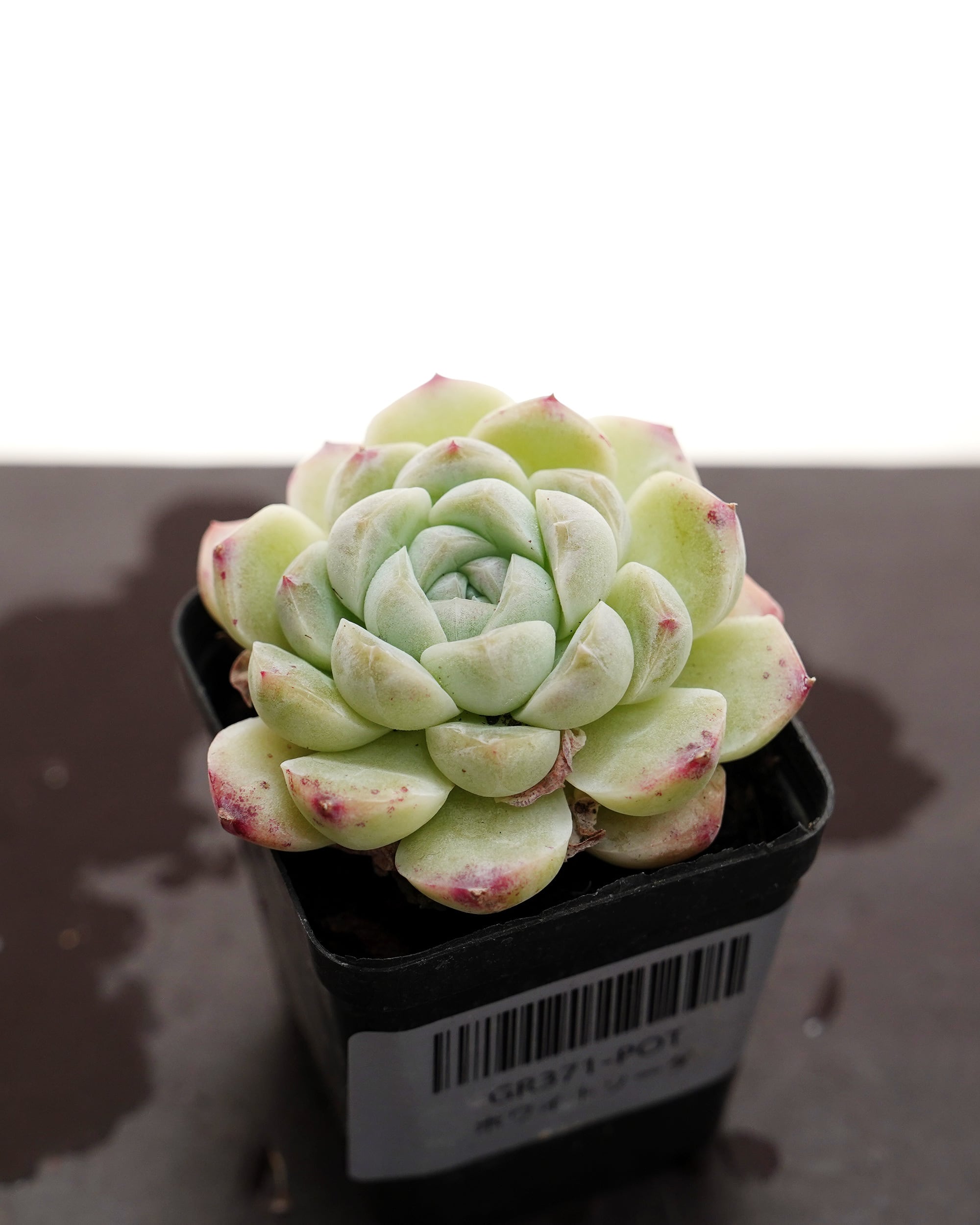 レア種・新品種 | PUKUBOOK SUCCULENTS
