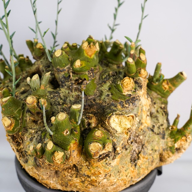 F72 アデニア ペチュエリー Adenia pechuelii ナミビア産 発根済み 現地球