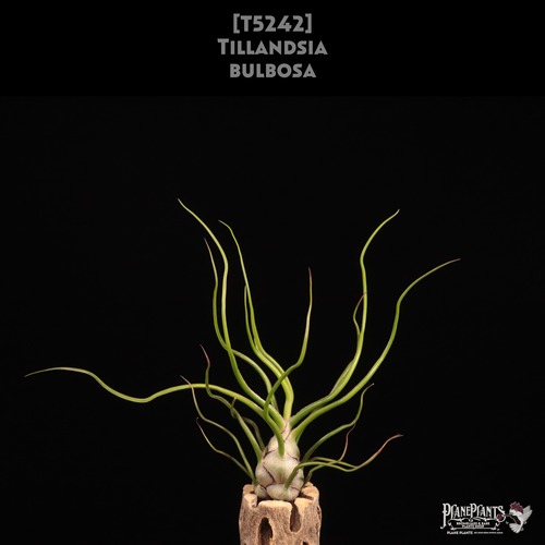 【送料無料】bulbosa〔エアプランツ〕現品発送T5242