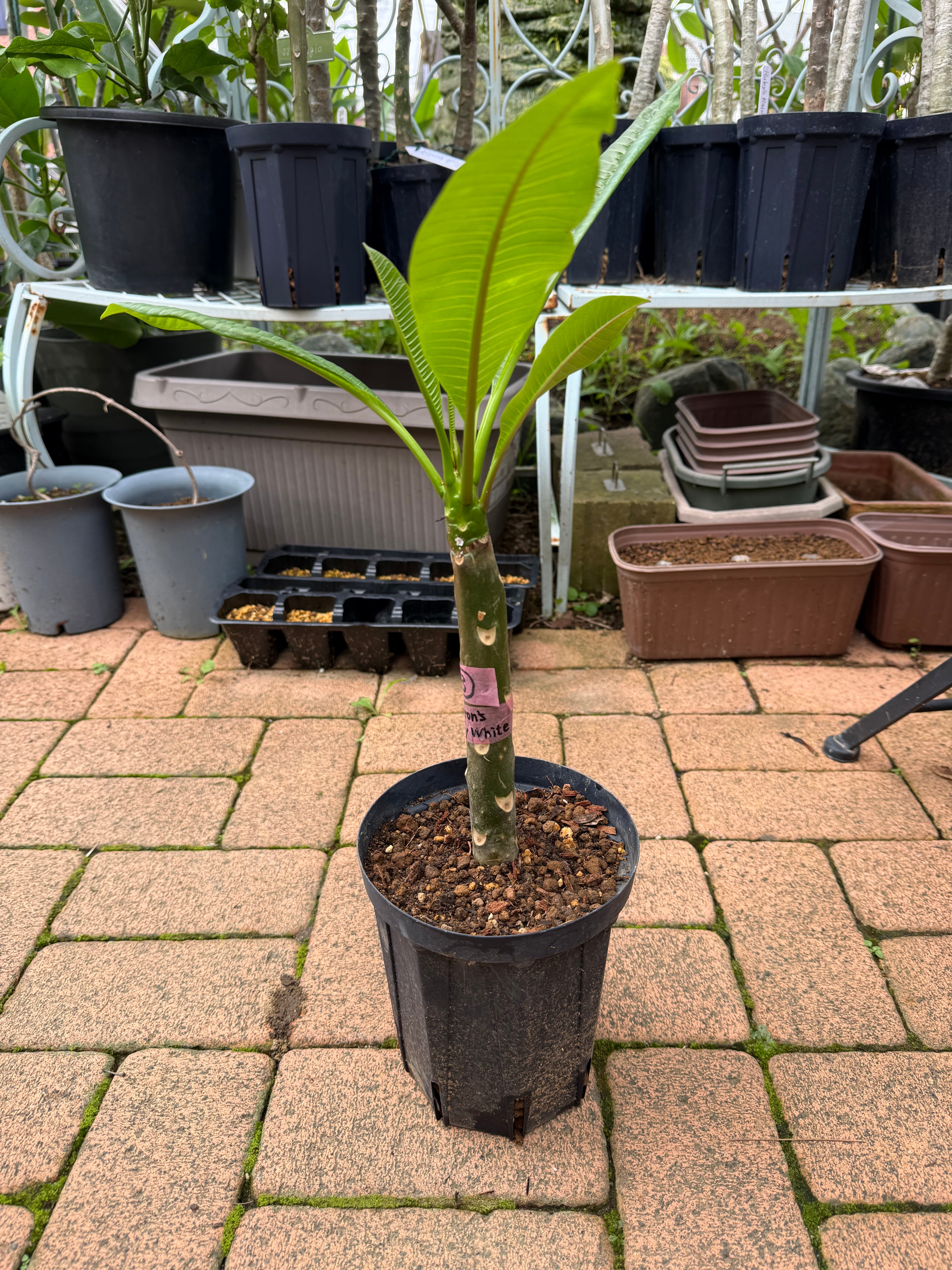当園産】プルメリア希少品種“Ammaron's Curly White” 5号pot（発根苗