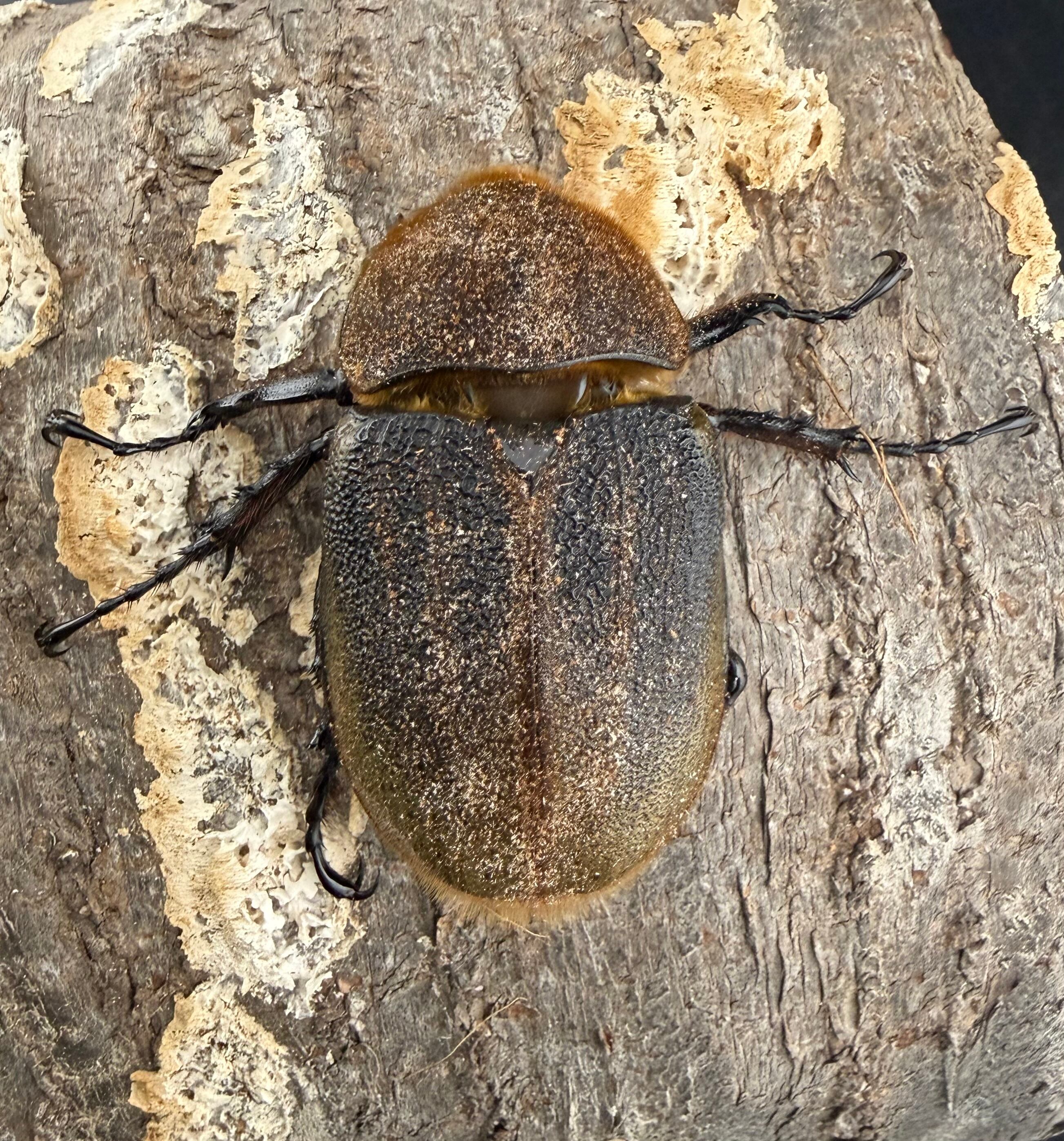 ヘラクレス・ヘラクレス 142mm ペア》 | KPW公式オンラインショップ