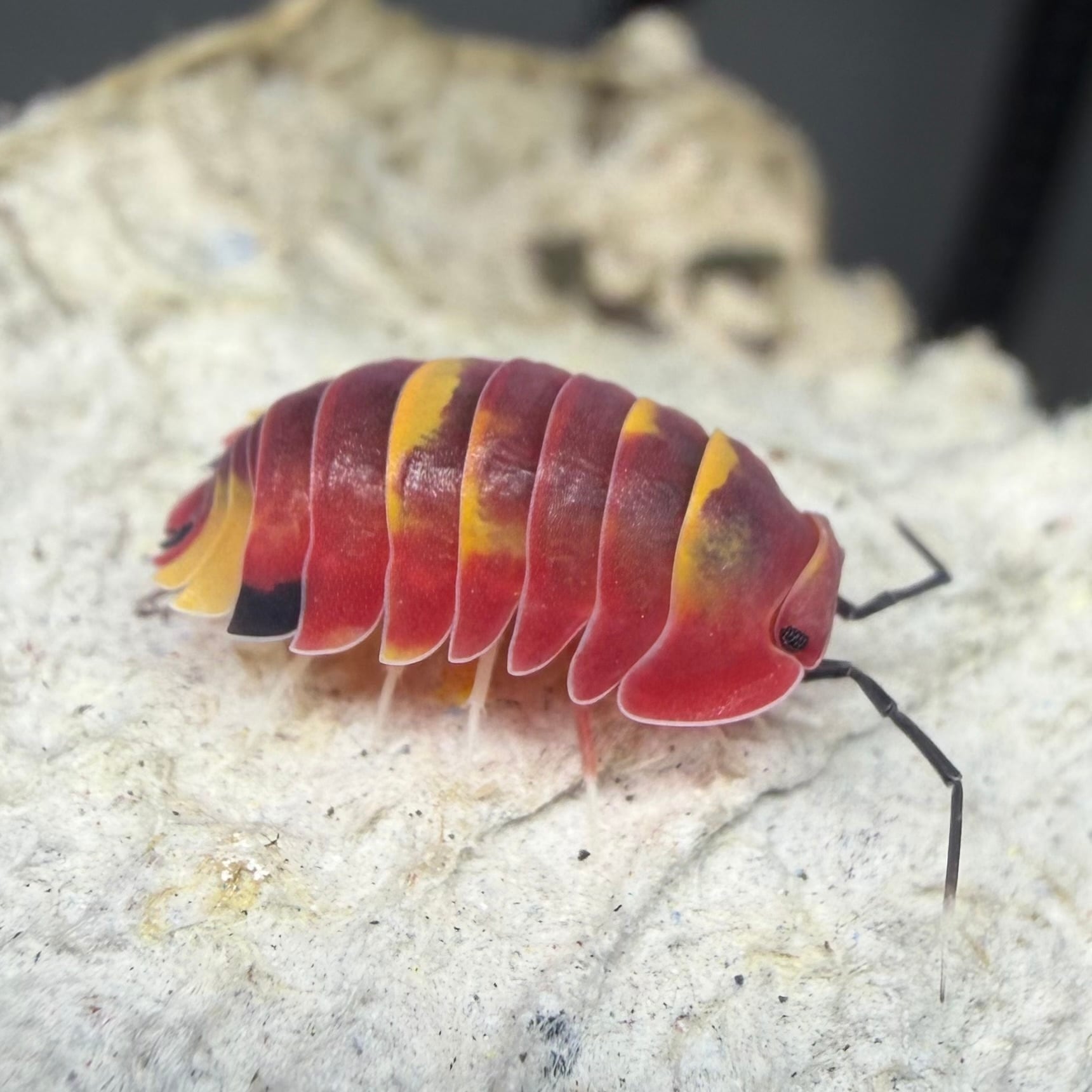 5匹+α 　スカーレット　メルラネラ　　成体　ダンゴムシ　ワラジムシ　ワラダン　merulanella sp.scarlet スカーレット 5匹 ダンゴムシ | おだんごくらぶ