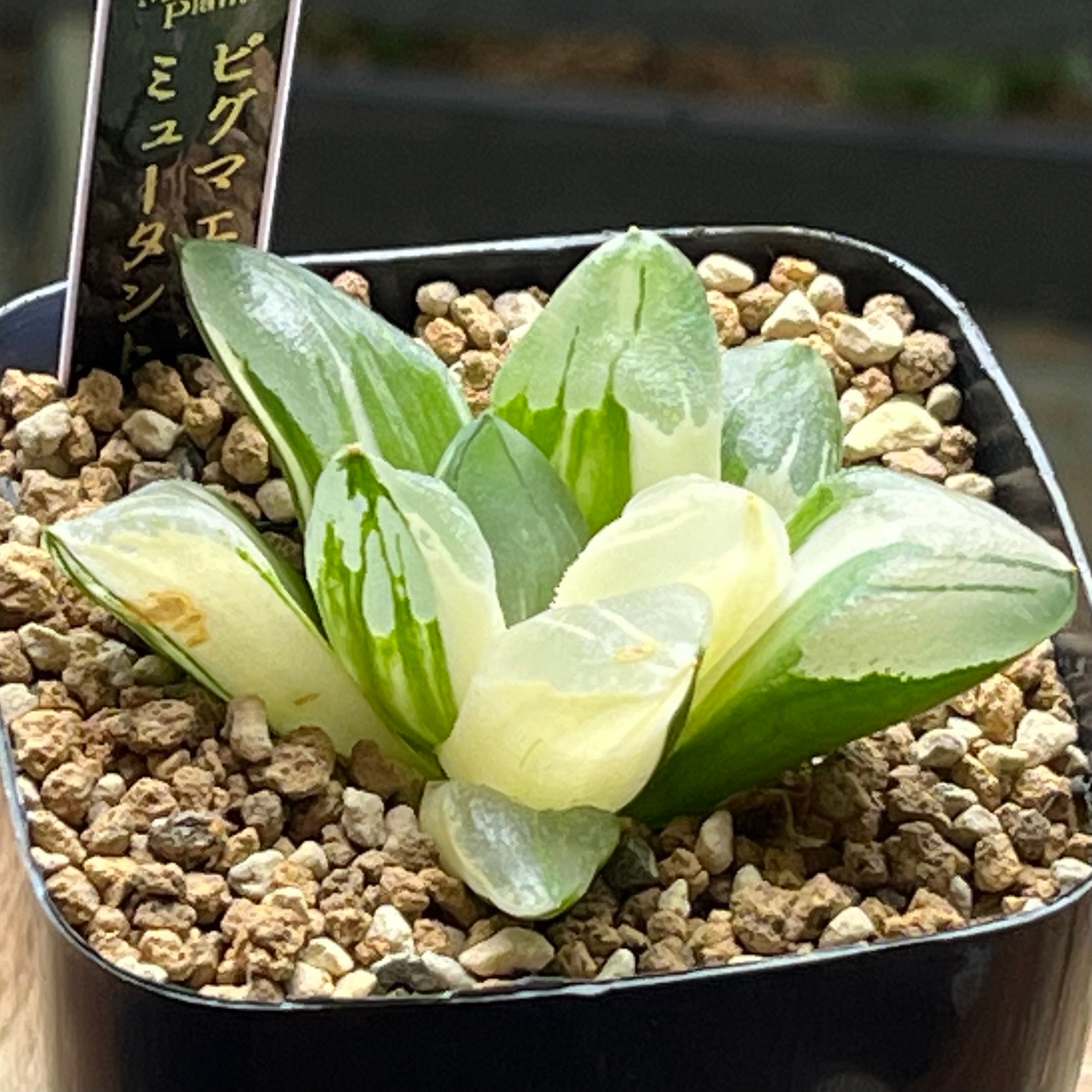 ハオルチア アトロフスカミュータント錦 | mocono_plants