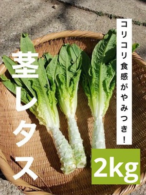 茎レタス　2kg