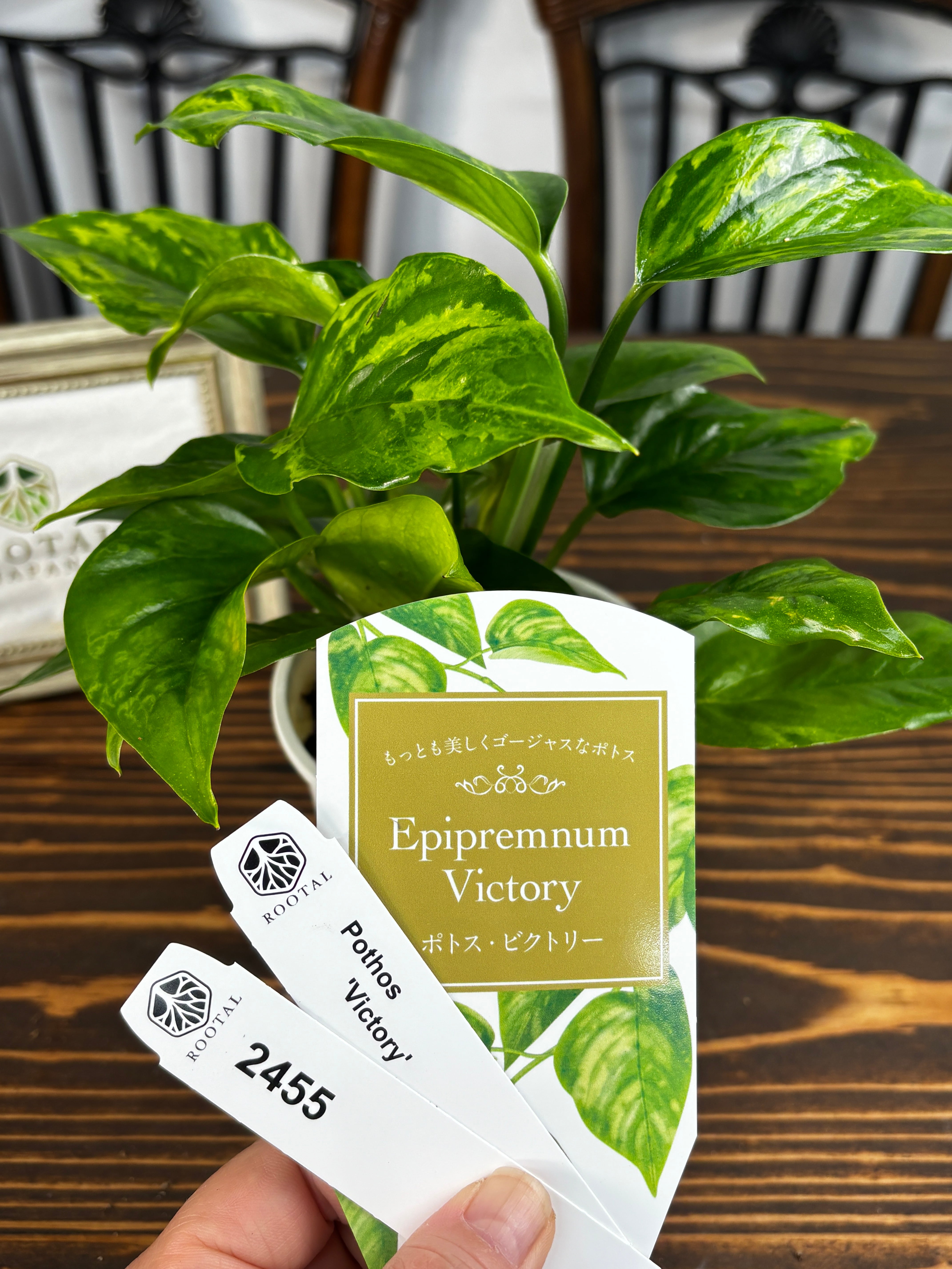 ★2455【独占販売!迷彩ポトス】ポトス ビクトリー(3号ポット)